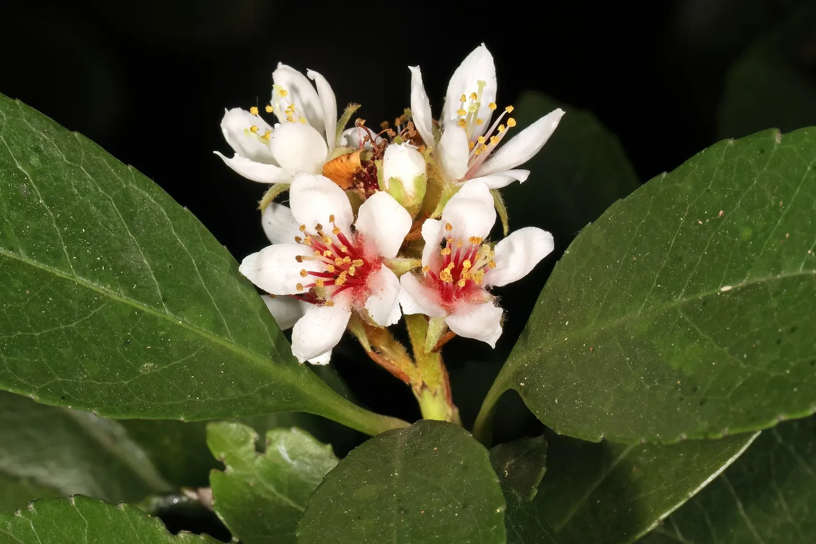 Indian Hawthorne (Rhaphiolepis Indica) — It suits well for hedges and foundation plantings; it typically grows to a height of 3 to 6 feet with a, image 53