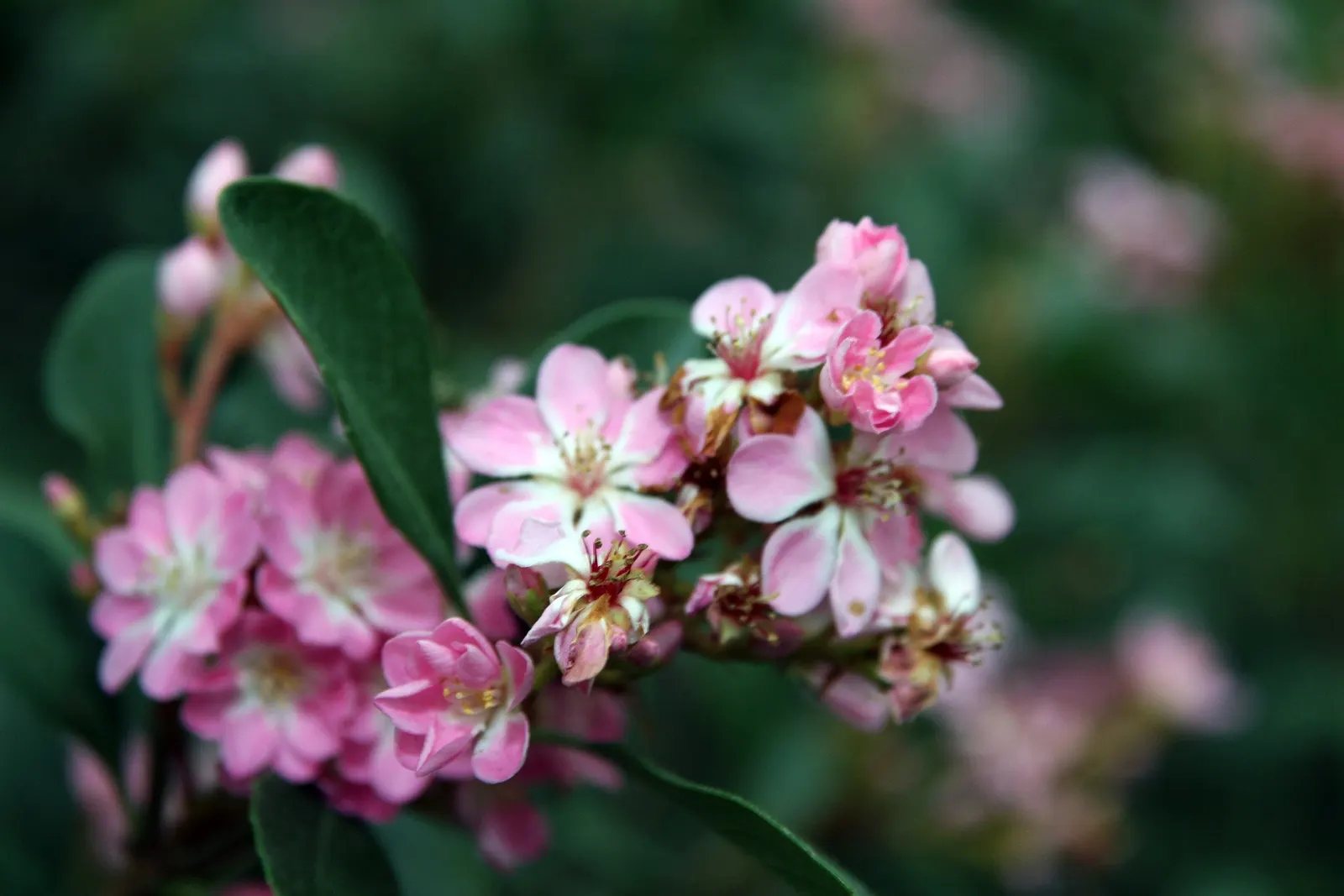 Indian Hawthorne (Rhaphiolepis Indica) — It thrives in USDA hardiness zones 7 through 11 and prefers well-drained soil; in the spring and sporadically in the