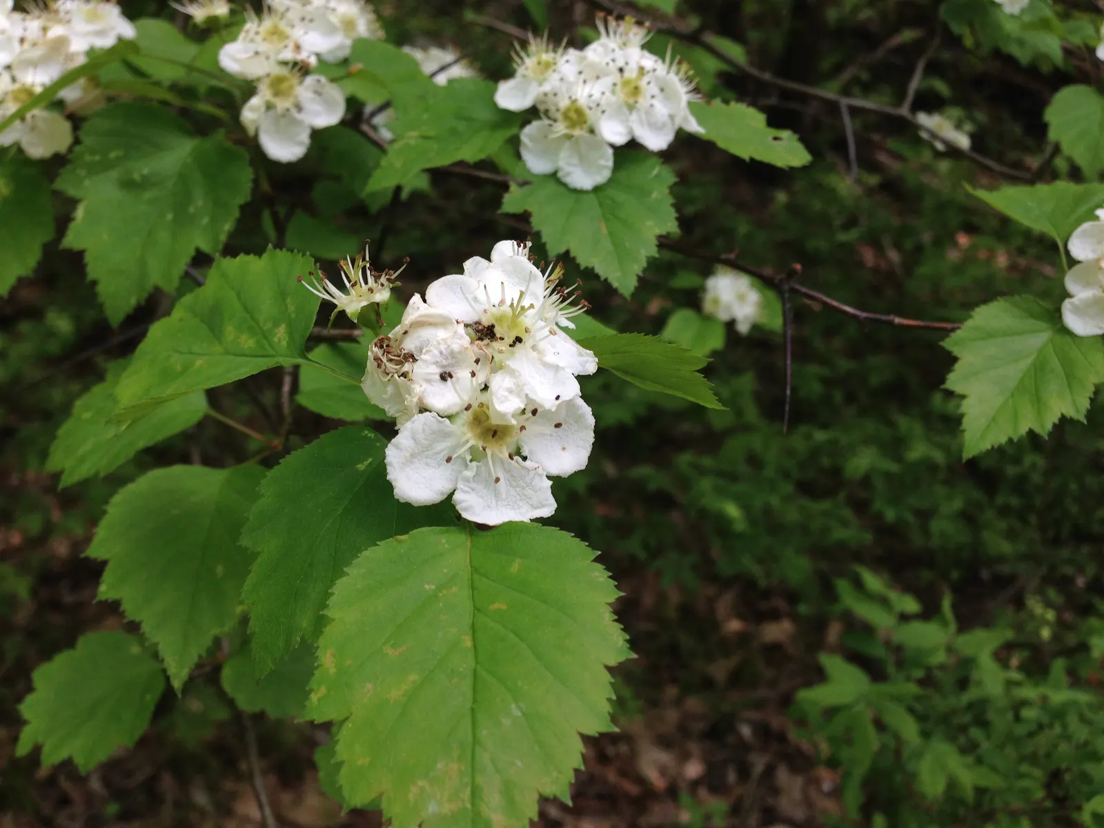 Indian Hawthorne (Rhaphiolepis Indica) — requiring well-drained soils and full to partial sun exposure