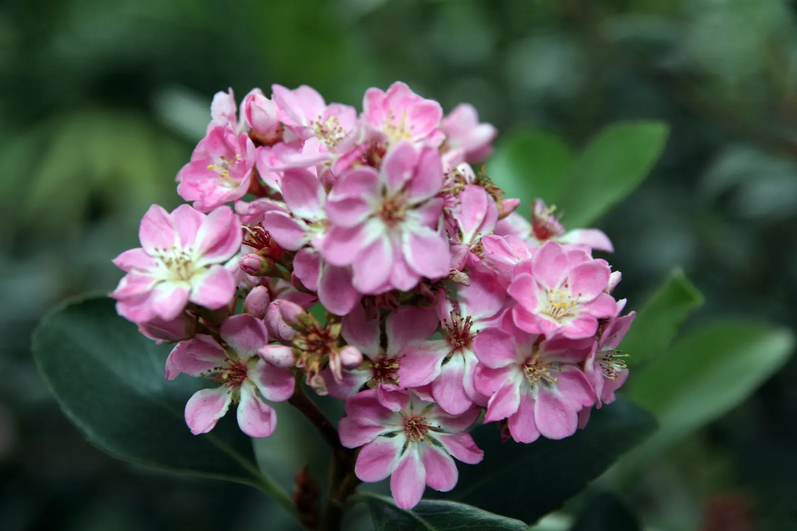 Indian Hawthorne (Rhaphiolepis Indica) — emphasize the Indian Hawthorne's resilience and low-maintenance qualities; shrub for full or half