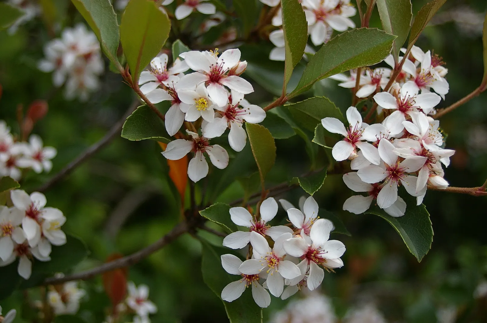 Indian Hawthorne (Rhaphiolepis Indica) — which makes it a versatile choice for various garden settings