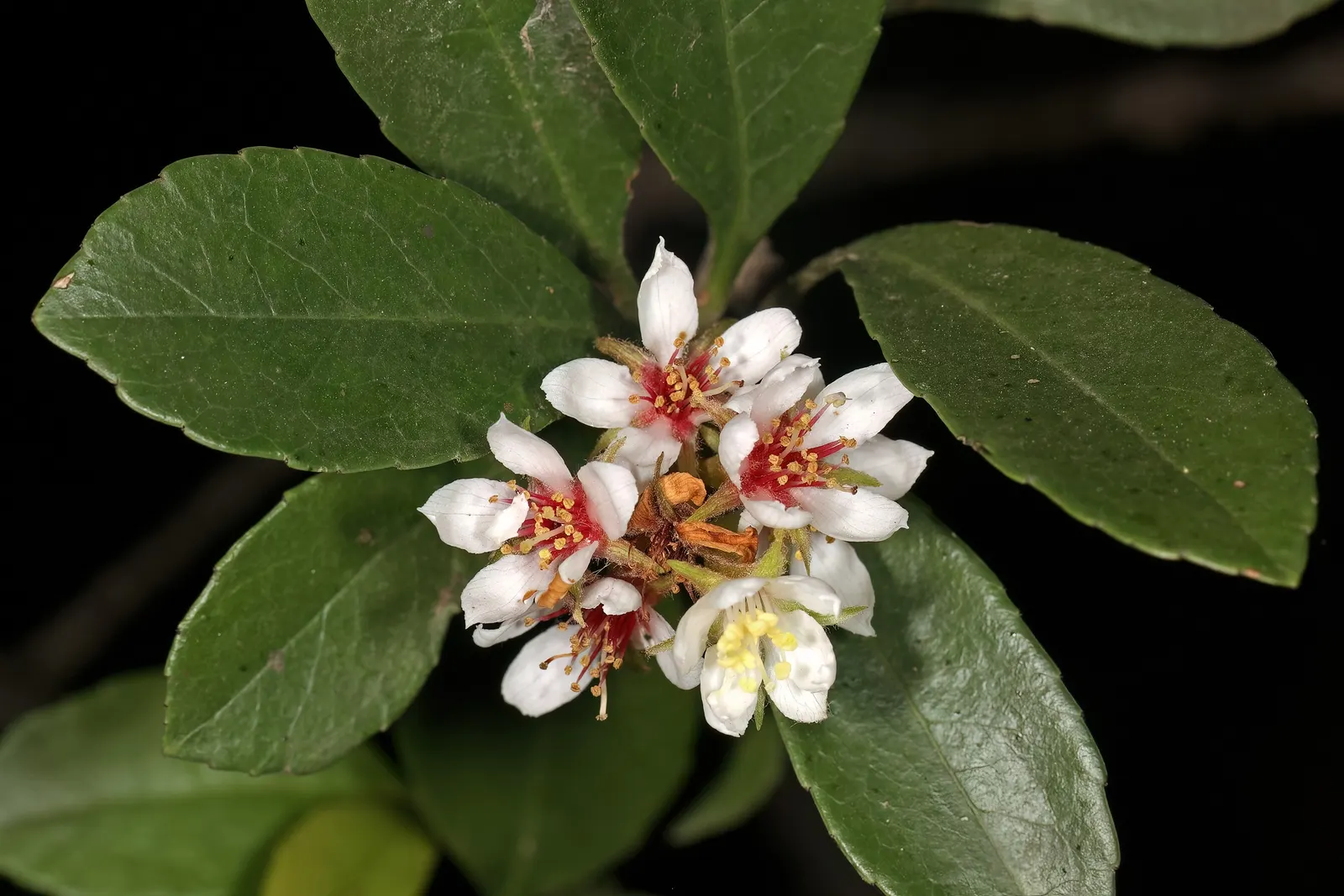 Indian Hawthorne (Rhaphiolepis Indica) — scientifically named Rhaphiolepis indica; pink flowers in the garden, image 55