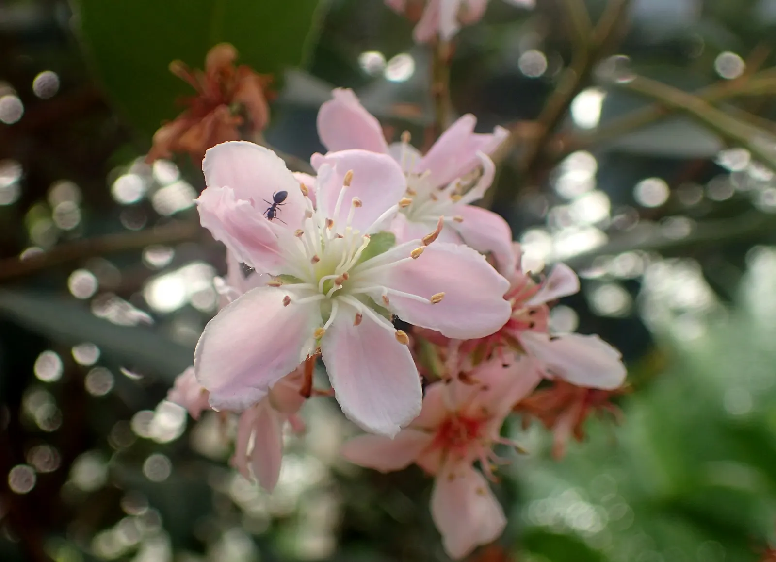 Indian Hawthorne (Rhaphiolepis Indica) — or even as a standalone specimen.<br><br>The leaves of this hardy shrub are leathery and oblong; which, image 58