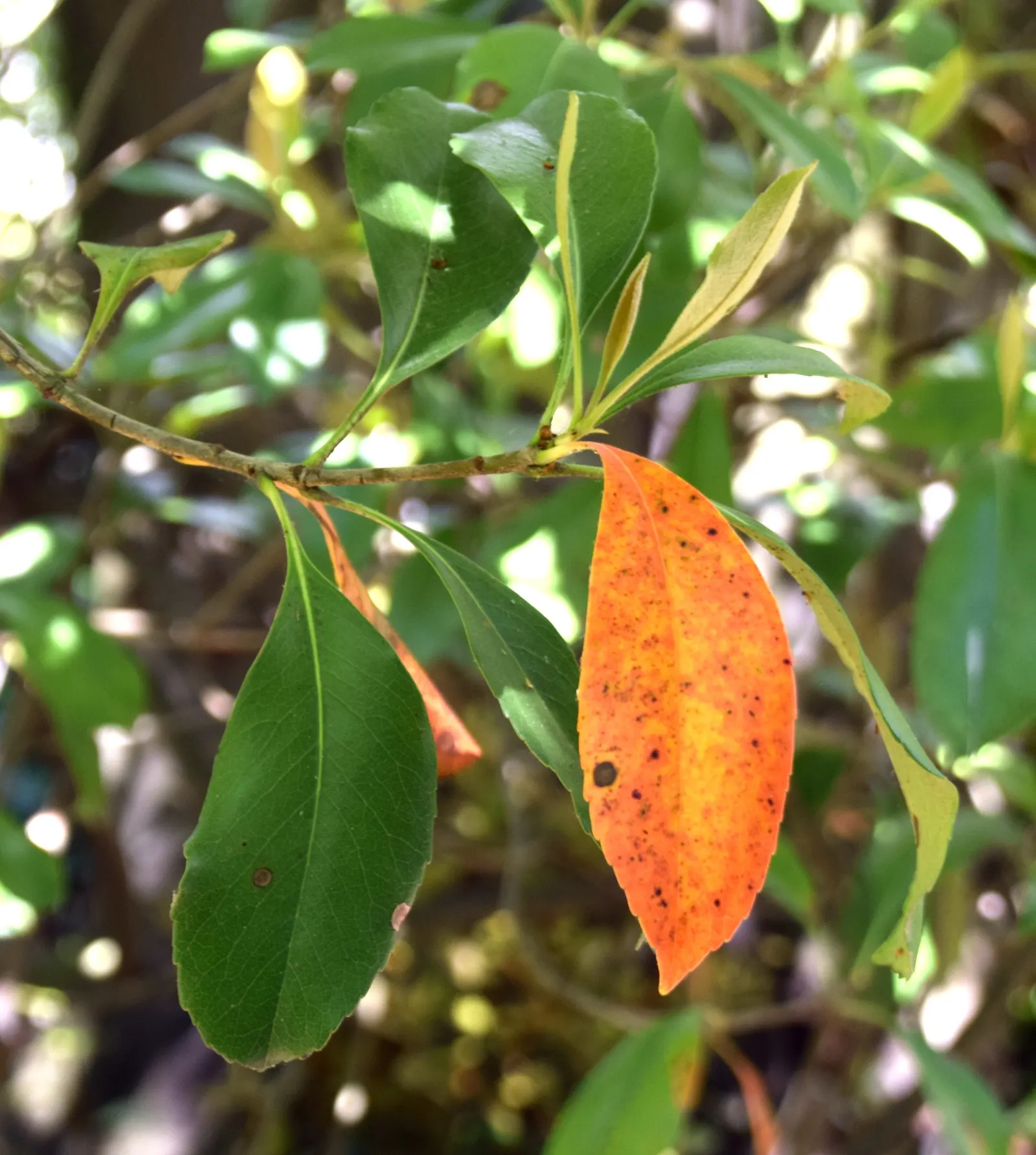 Indian Hawthorne (Rhaphiolepis Indica) — including coastal areas.<br><br>When communicating to the client