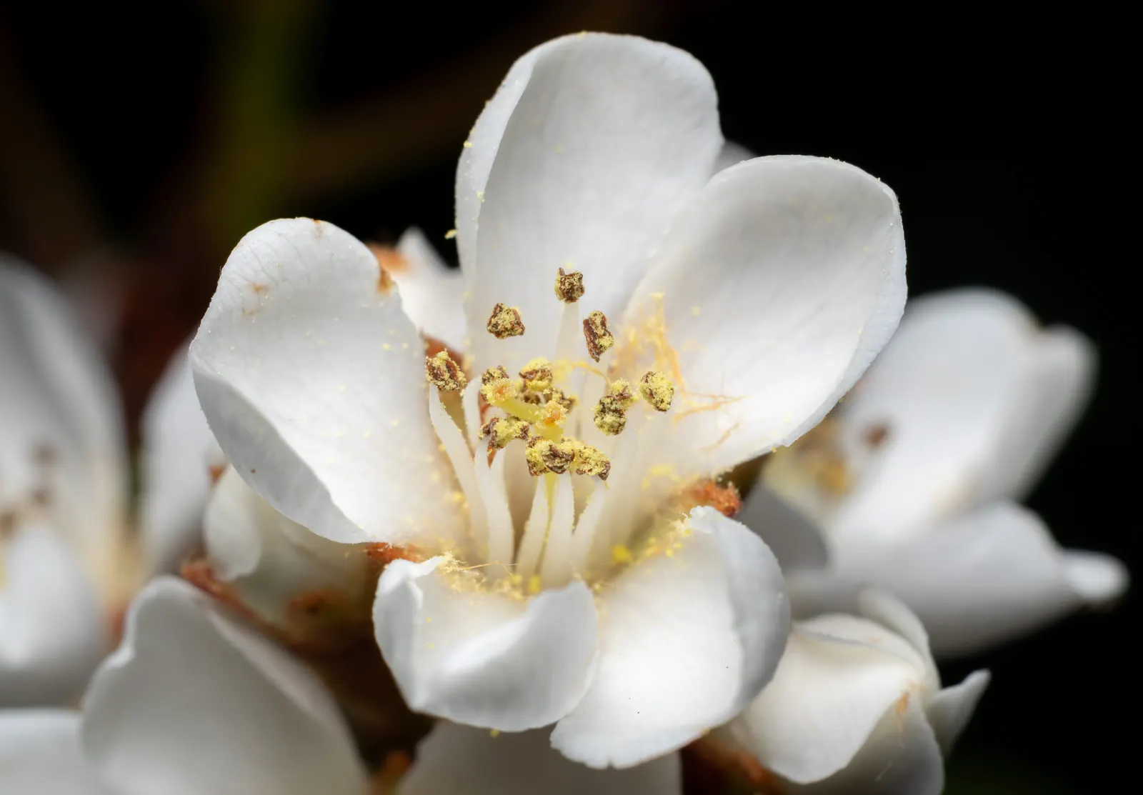 Indian Hawthorne (Rhaphiolepis Indica) — and display a deep green hue which can add rich color to garden compositions throughout the year; making, image 60