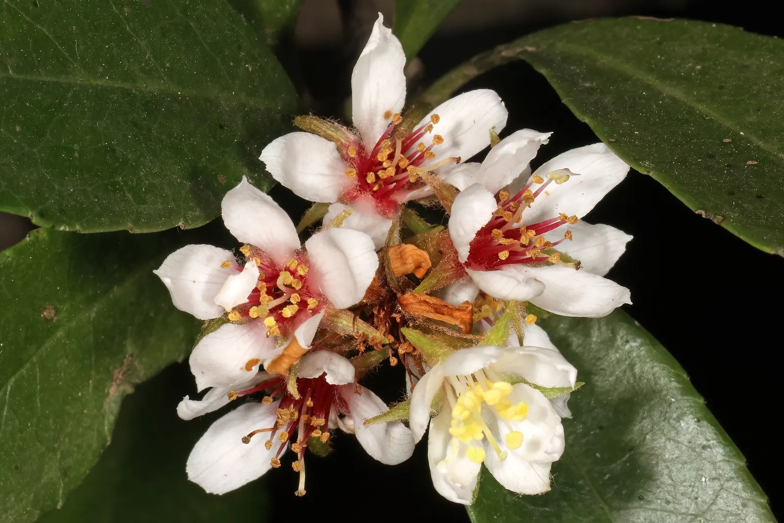 Indian Hawthorne (Rhaphiolepis Indica) — leathery leaves and clusters of pink or white spring flowers; spanning 2 to 3 inches in length, image 50
