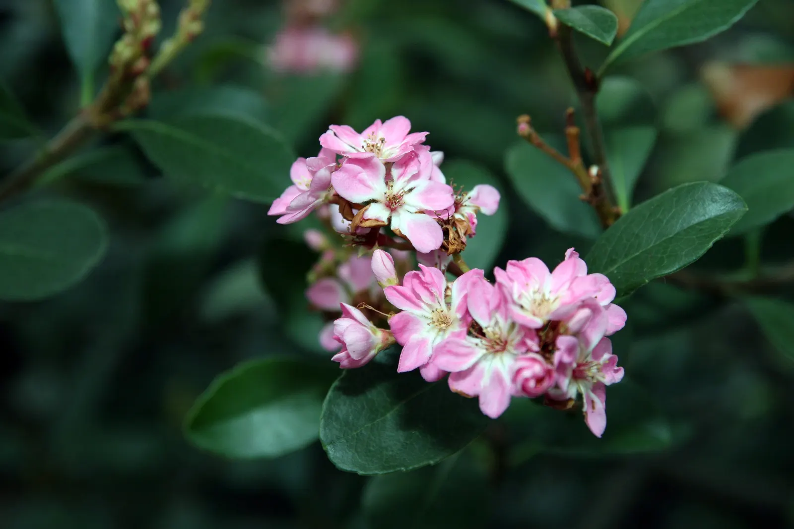Indian Hawthorne (Rhaphiolepis Indica) — emphasize the Indian Hawthorne's resilience and low-maintenance qualities; shrub for full or half, image 69