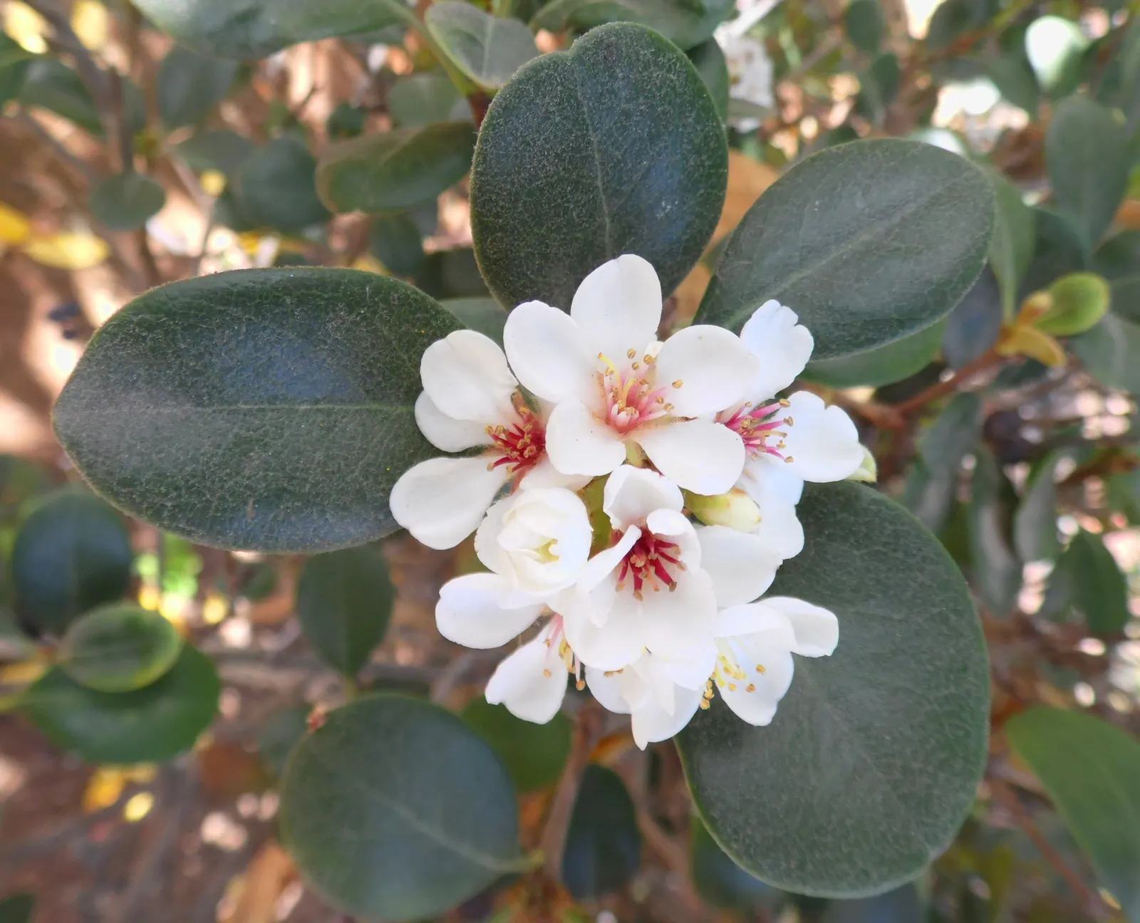 Indian Hawthorne (Rhaphiolepis Indica) — For optimal growth and bloom, plant Indian Hawthorne in a location with full sun to partial shade; including coastal