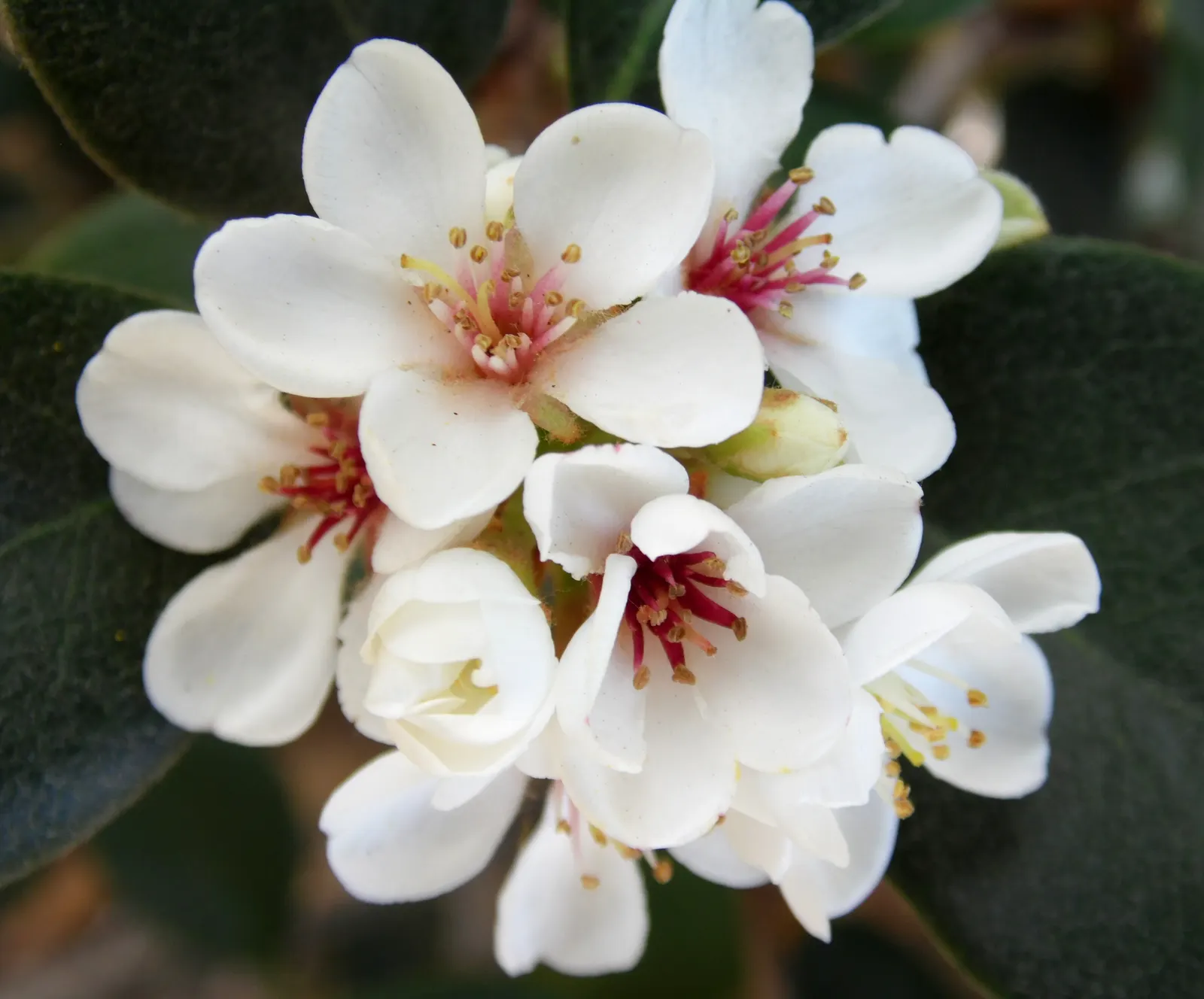 Indian Hawthorne (Rhaphiolepis Indica) — including coastal areas.<br><br>When communicating to the client; for optimal growth and bloom, plant Indian Hawthorne