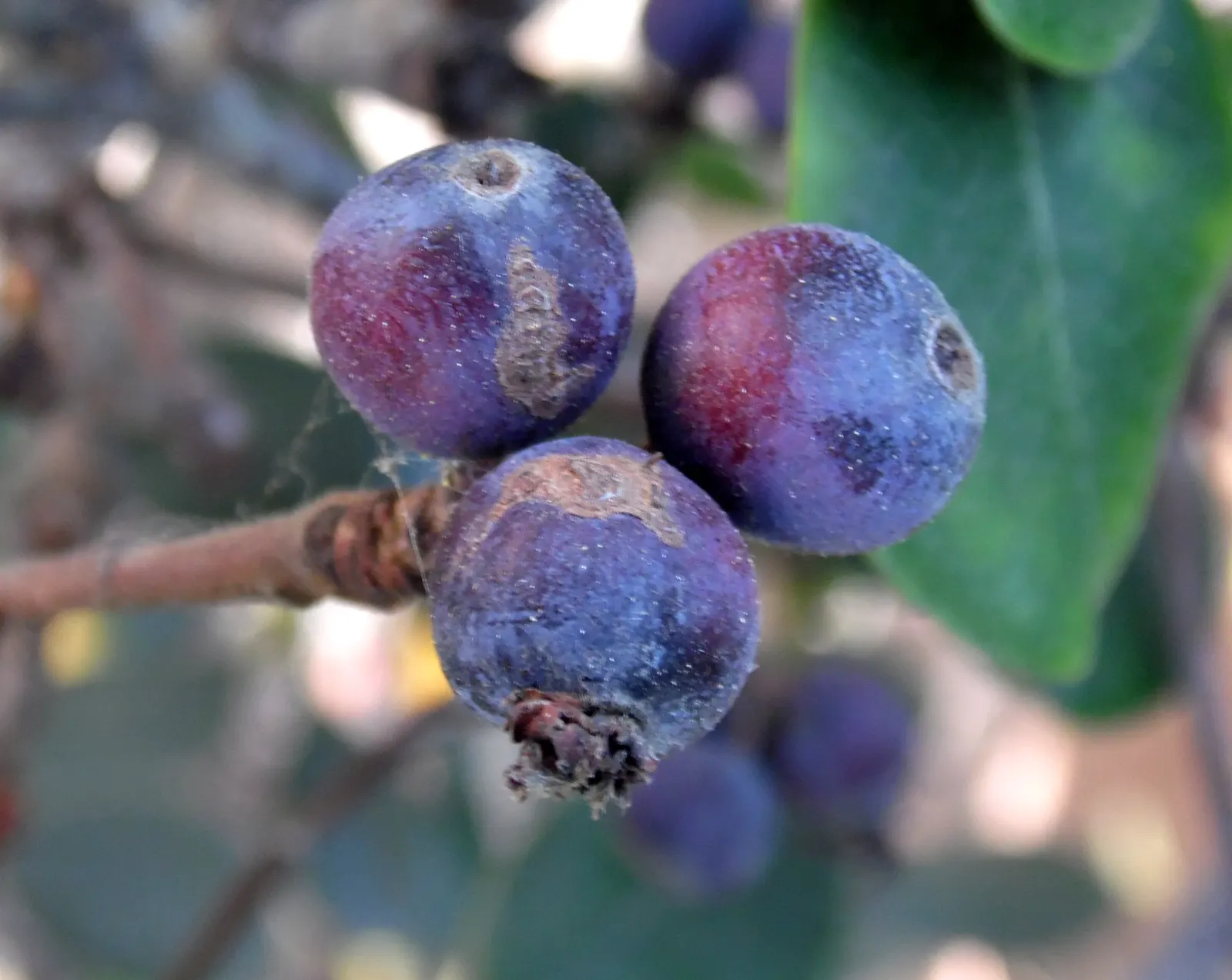 Indian Hawthorne (Rhaphiolepis Indica) — It is salt and drought tolerant once established; followed by dark blue berries