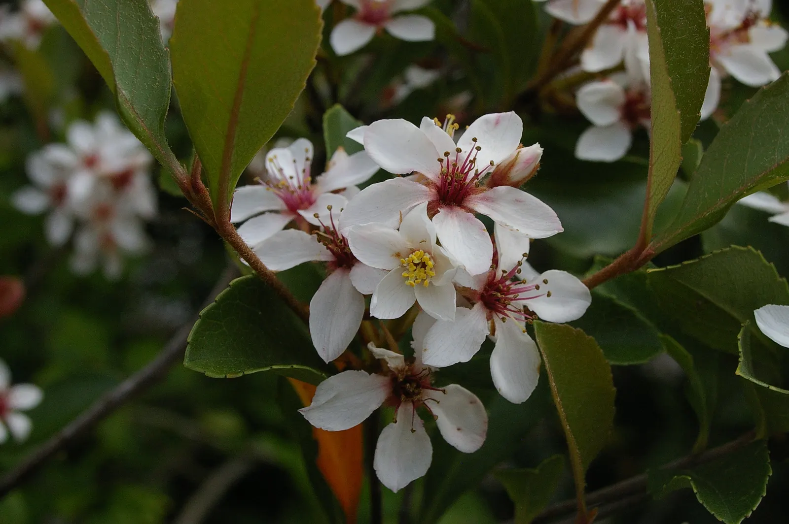 Indian Hawthorne (Rhaphiolepis Indica) — spanning 2 to 3 inches in length; leathery leaves and clusters of pink or white spring flowers