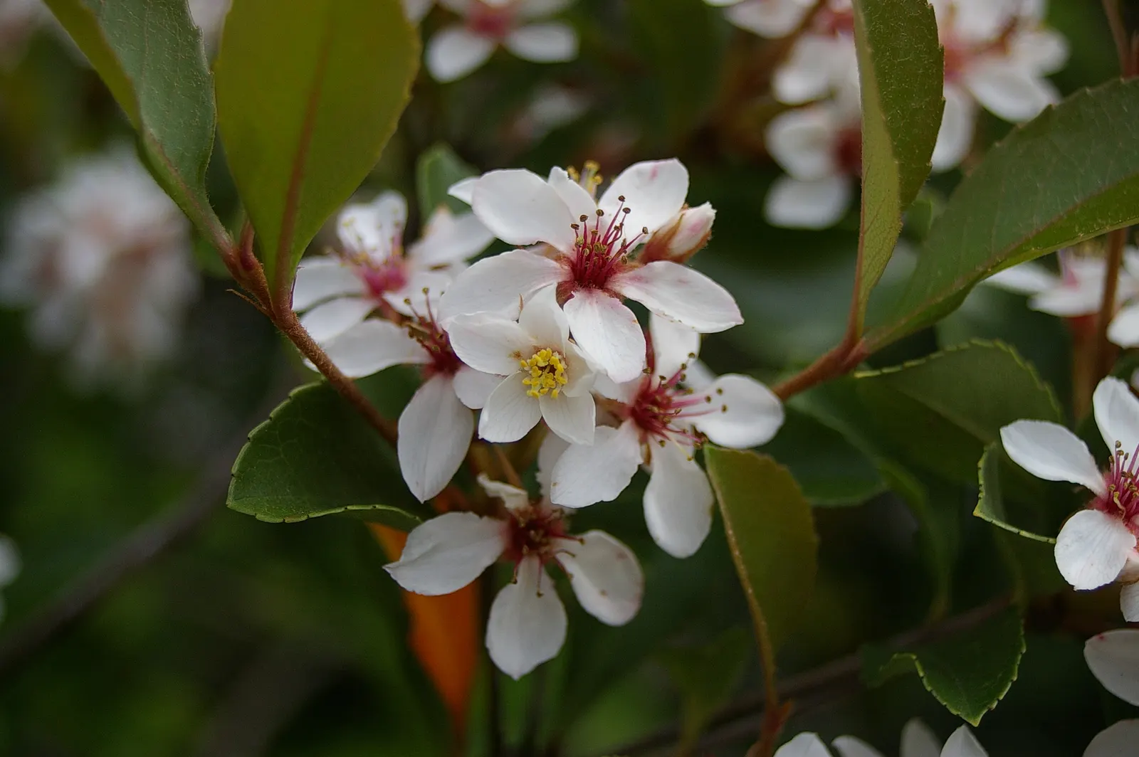 Indian Hawthorne (Rhaphiolepis Indica) — In the spring and sporadically in the fall; it thrives in USDA hardiness zones 7 through 11 and prefers well-drained