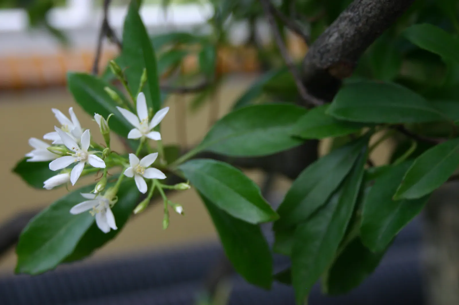 Indian Hawthorne (Rhaphiolepis Indica) — or even as a standalone specimen.<br><br>The leaves of this hardy shrub are leathery and oblong; which makes it a