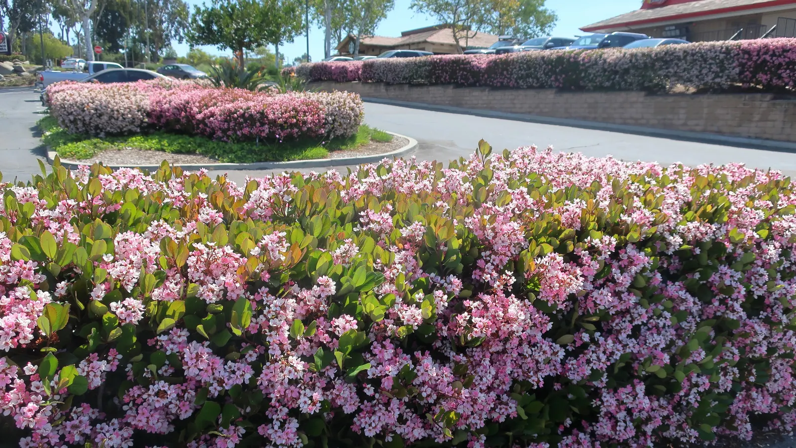 Indian Hawthorne (Rhaphiolepis Indica) — the Indian Hawthorne blooms with clusters of pink or white flowers; shrub with pink blooms, image 62