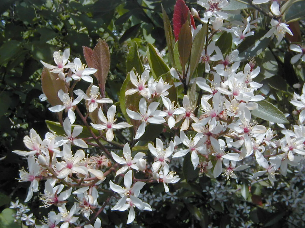 Indian Hawthorne (Rhaphiolepis Indica) — which makes it a versatile choice for various garden settings; or even as a standalone, image 67