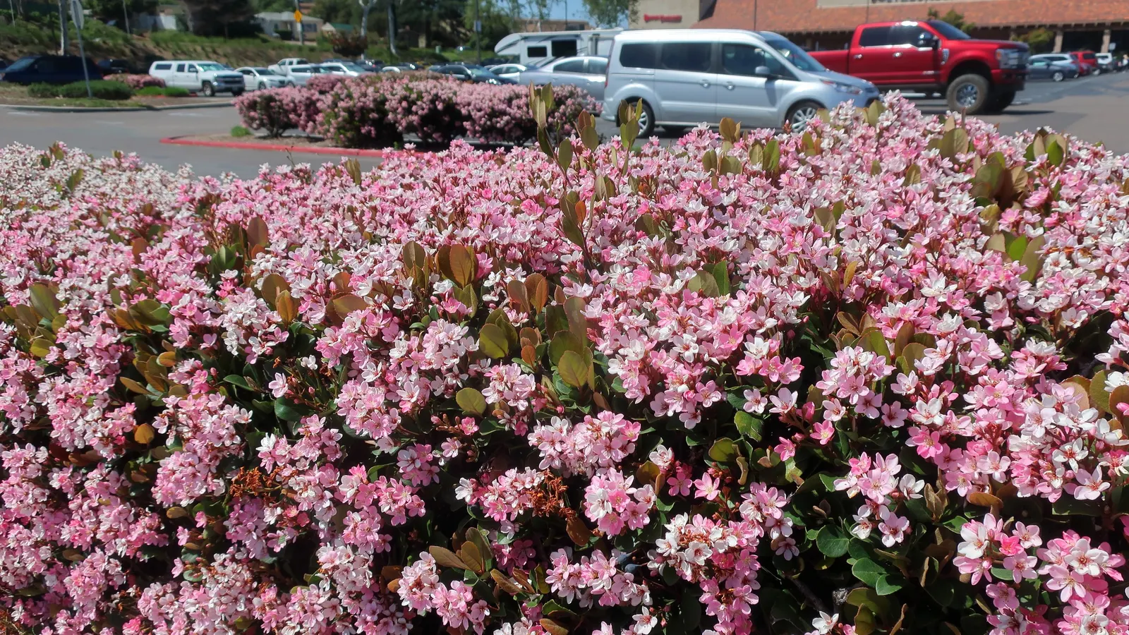 Indian Hawthorne (Rhaphiolepis Indica) — For optimal growth and bloom, plant Indian Hawthorne in a location with full sun to partial shade, image 65
