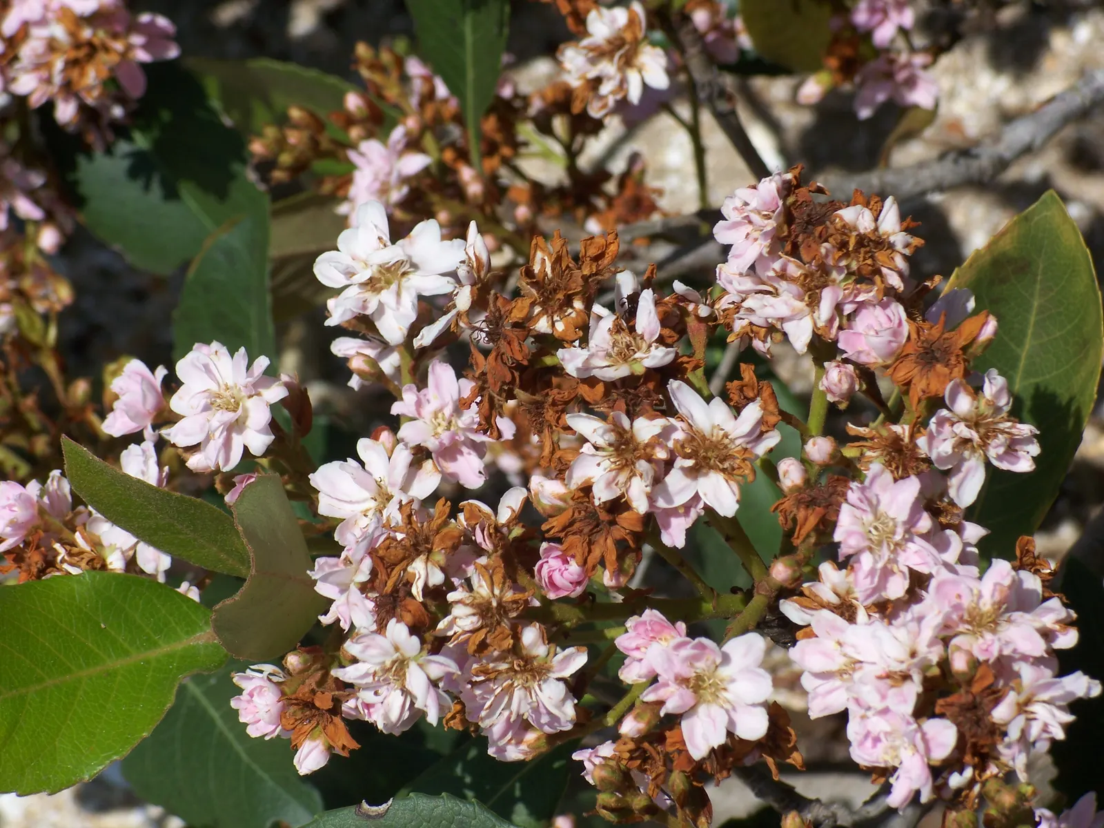 Indian Hawthorne (Rhaphiolepis Indica) — In the spring and sporadically in the fall; it thrives in USDA hardiness zones 7 through 11 and prefers, image 61