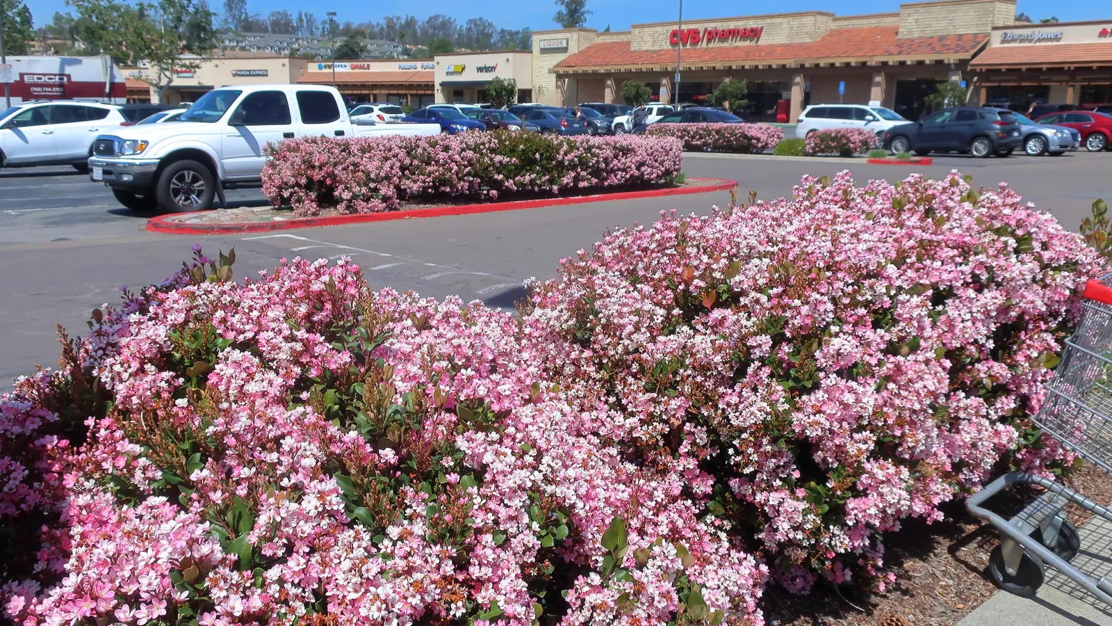 Indian Hawthorne (Rhaphiolepis Indica) — It thrives in USDA hardiness zones 7 through 11 and prefers well-drained soil; in the spring and, image 64