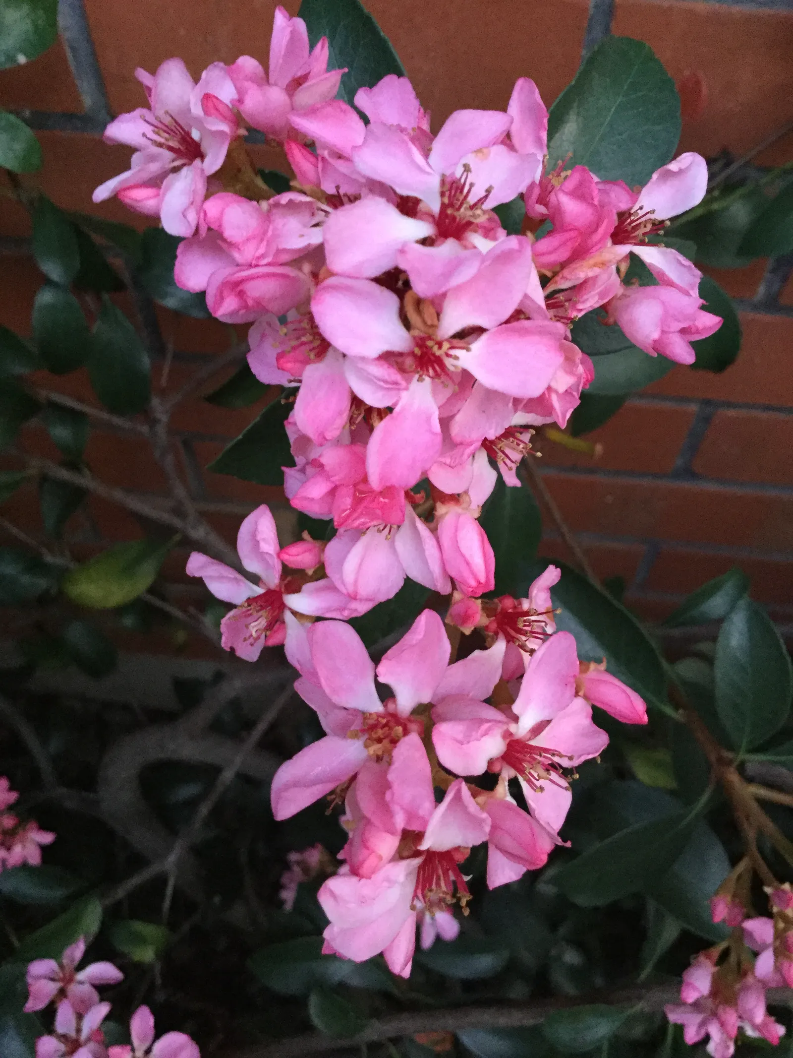 Indian Hawthorne (Rhaphiolepis Indica) — each about half an inch across; requiring well-drained soils and full to partial sun exposure, image 63