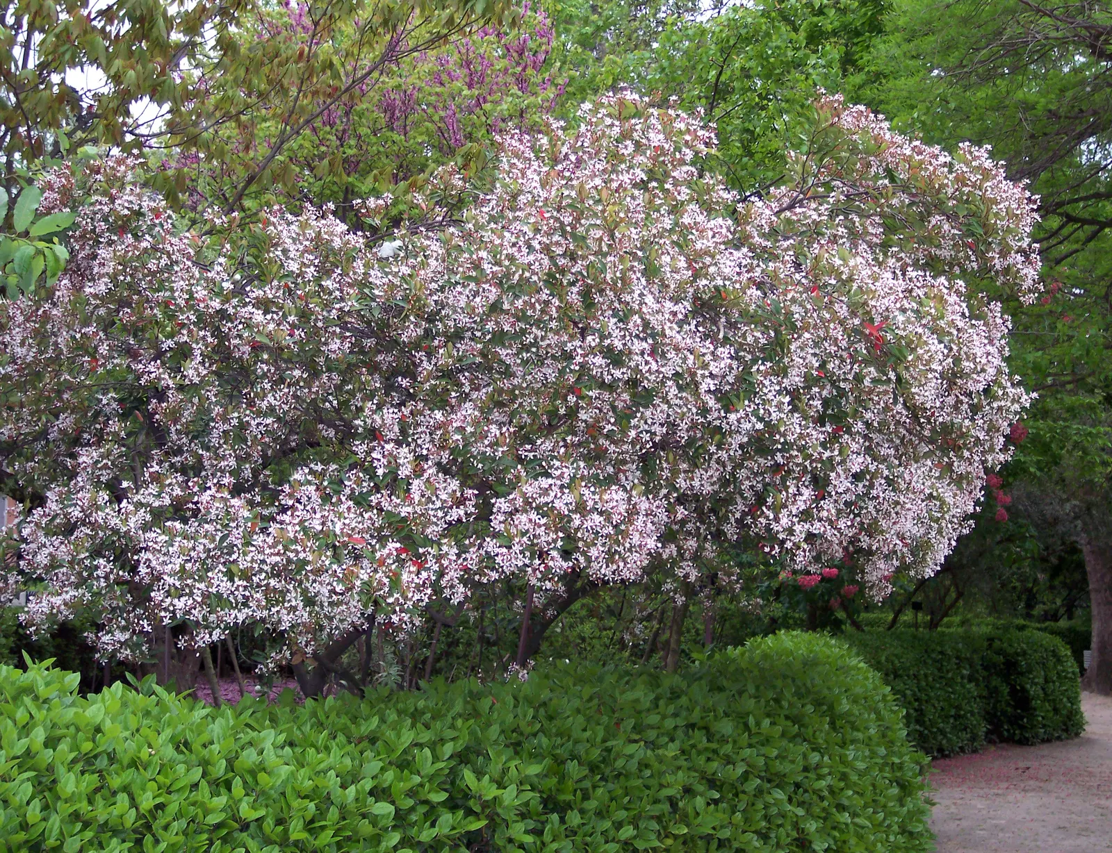 Indian Hawthorne (Rhaphiolepis Indica) — It is salt and drought tolerant once established; followed by dark blue berries, image 66