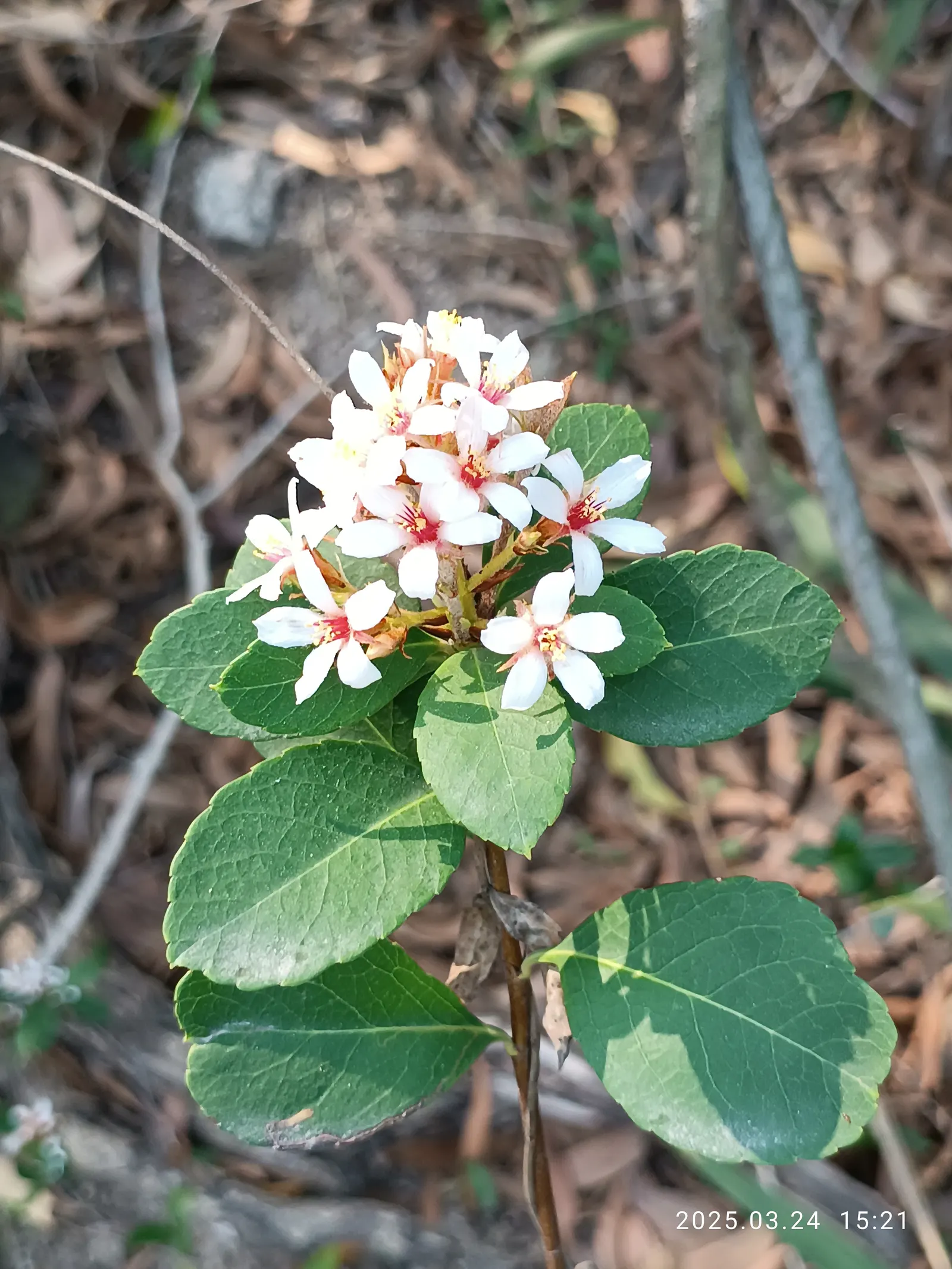 Indian Hawthorne (Rhaphiolepis Indica) — making it an excellent choice for foundation plantings; and display a deep green hue which can add rich color to