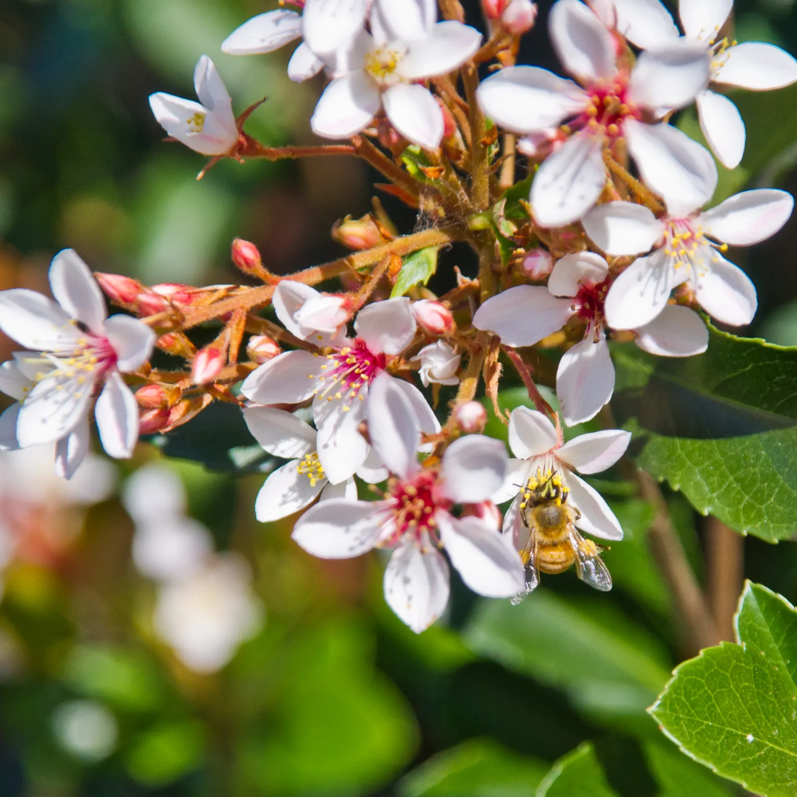 Indian Hawthorne (Rhaphiolepis Indica) — each about half an inch across