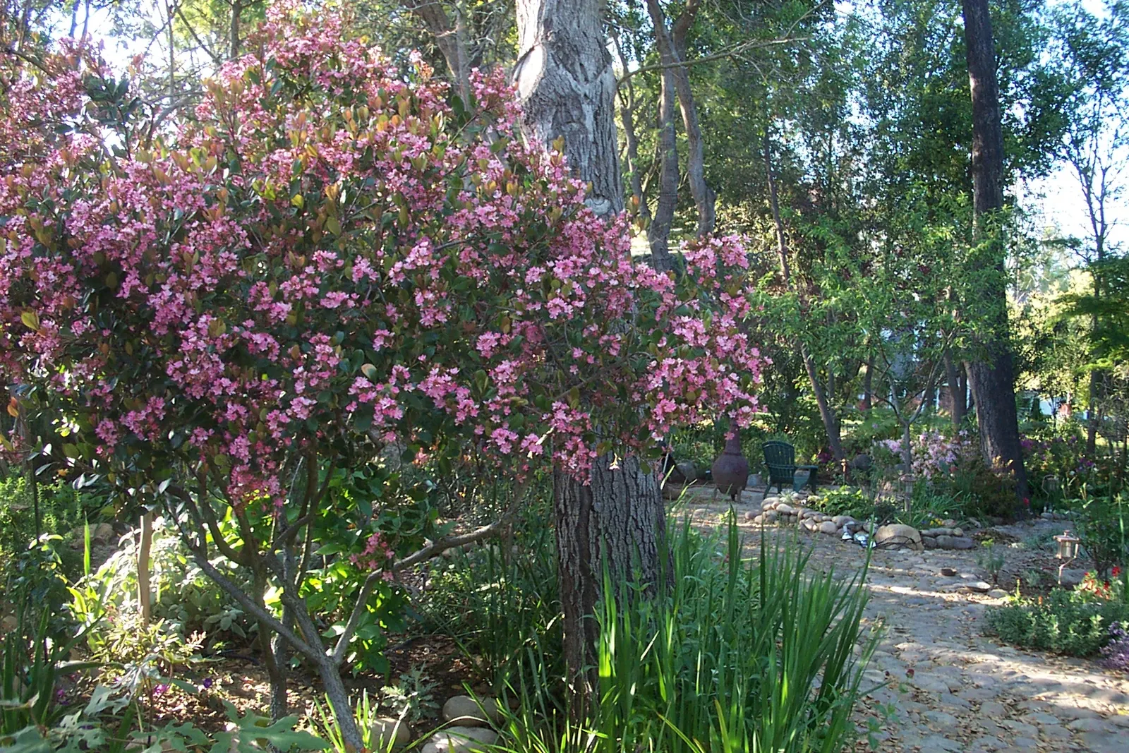Indian Hawthorne (Rhaphiolepis Indica) — leathery leaves and clusters of pink or white spring flowers