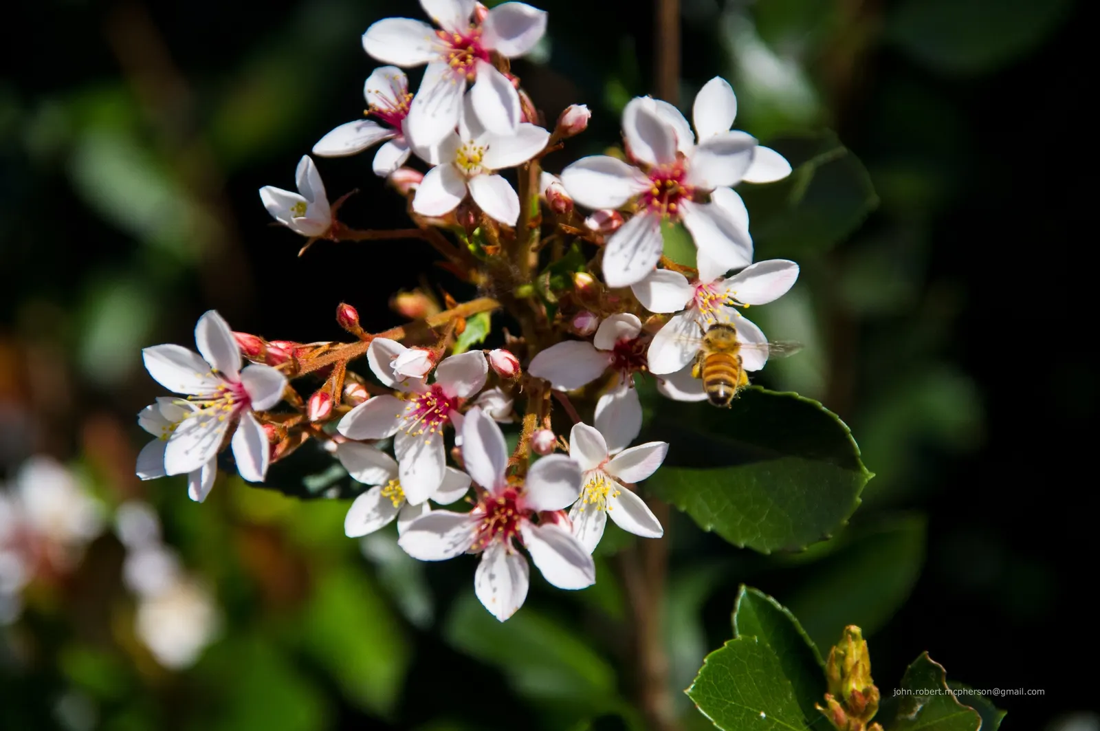 Indian Hawthorne (Rhaphiolepis Indica) — and display a deep green hue which can add rich color to garden compositions throughout the year