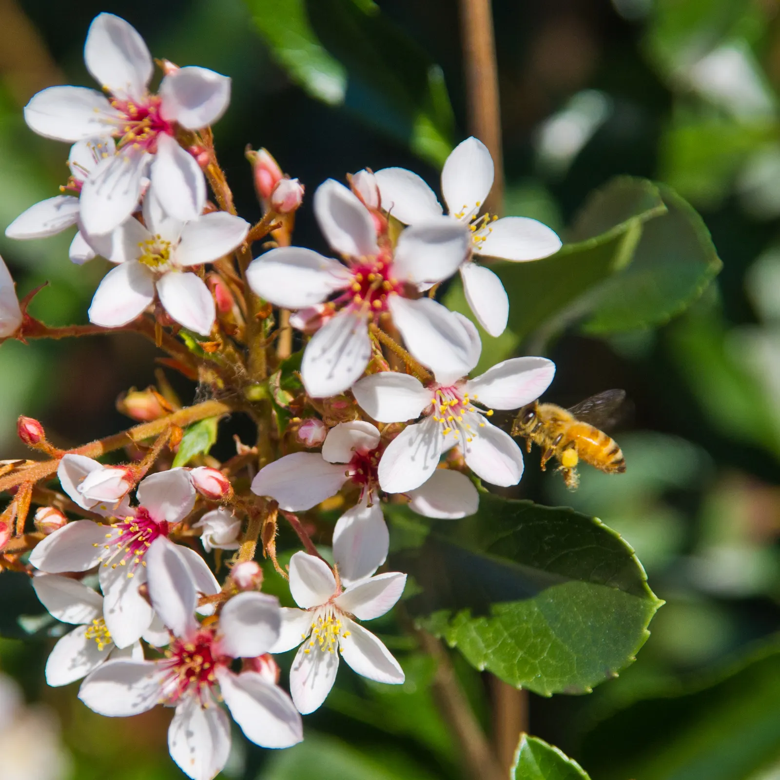 Indian Hawthorne (Rhaphiolepis Indica) — the Indian Hawthorne blooms with clusters of pink or white flowers