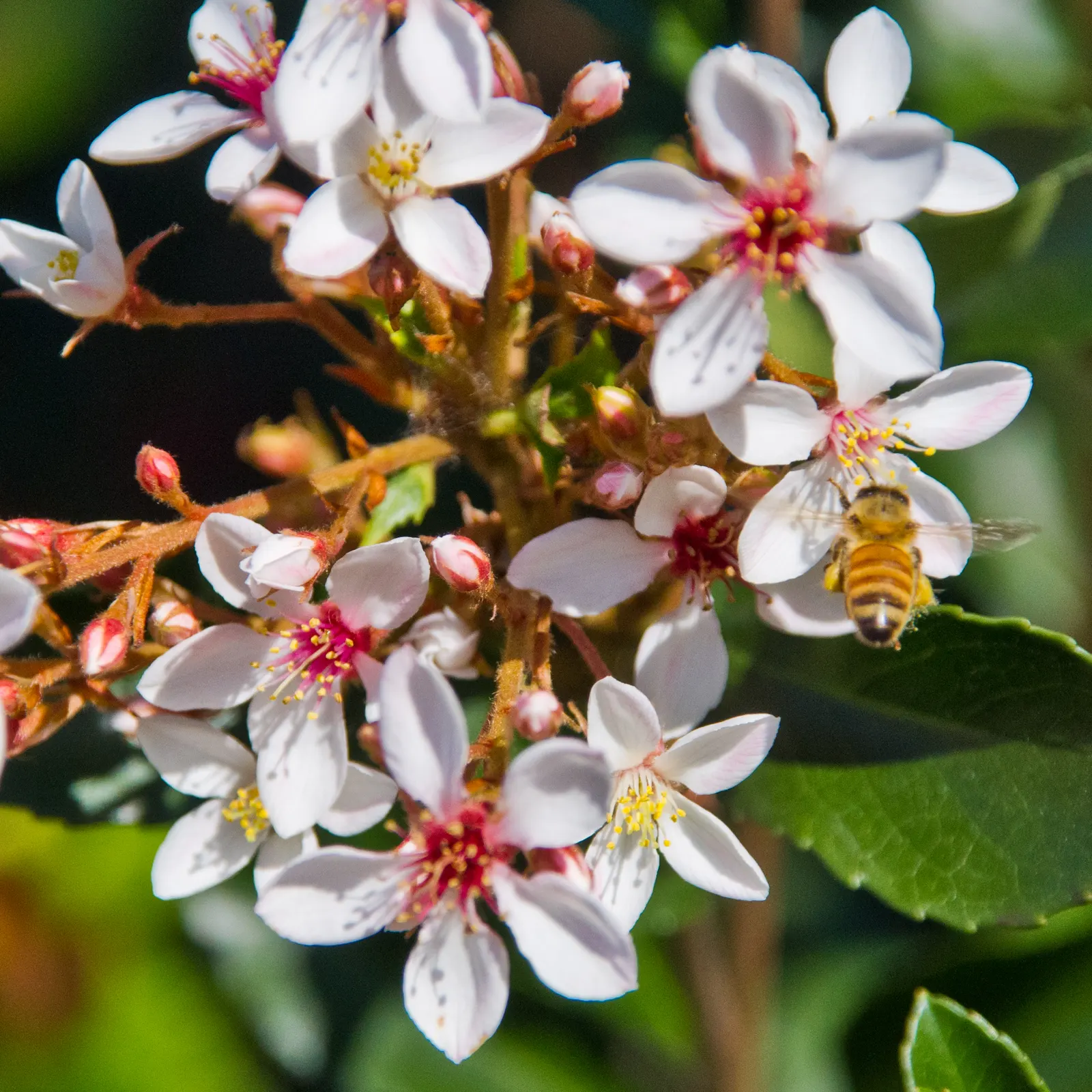 Indian Hawthorne (Rhaphiolepis Indica) — It thrives in USDA hardiness zones 7 through 11 and prefers well-drained soil