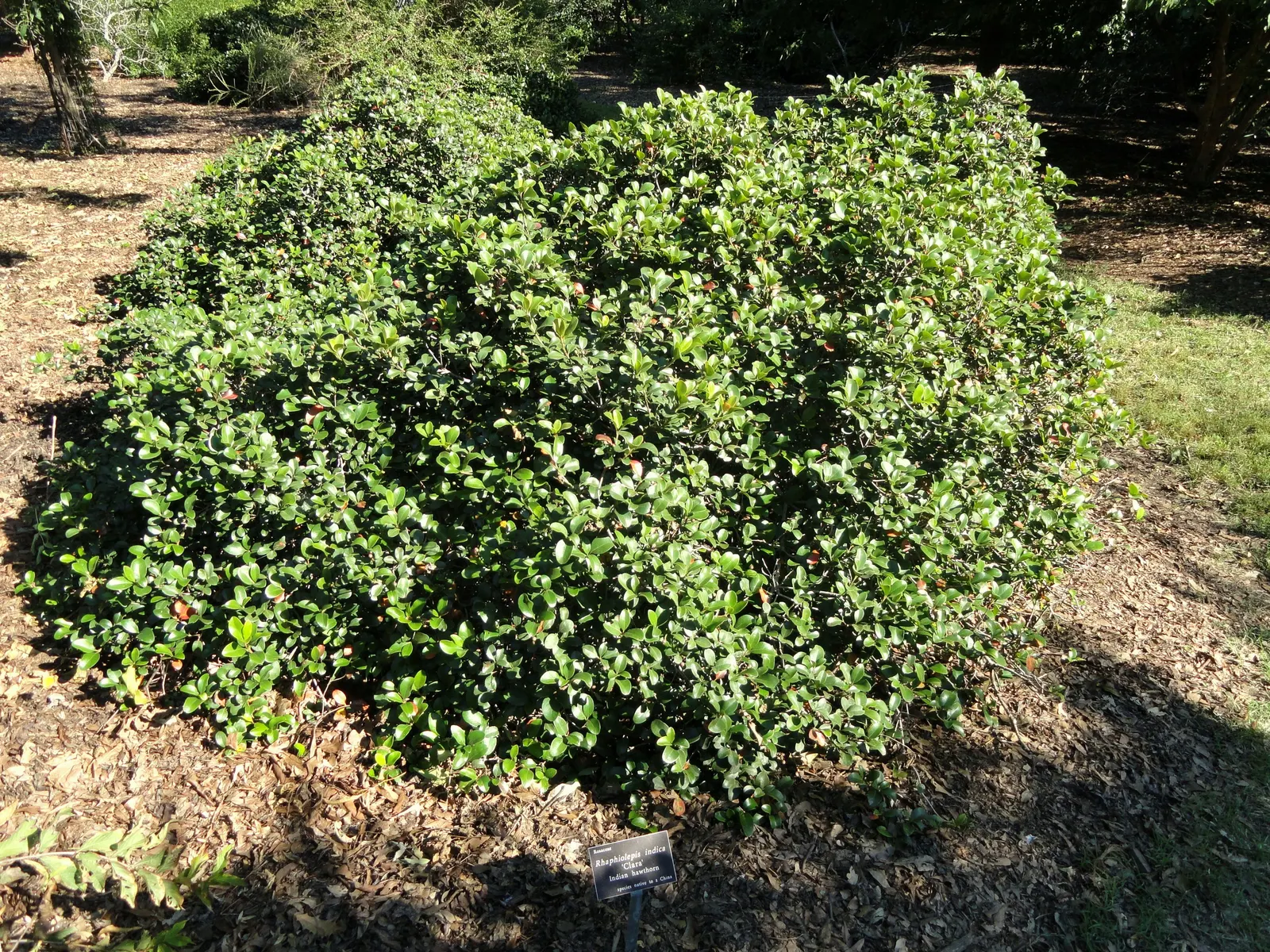 Indian Hawthorne (Rhaphiolepis Indica) — Indian Hawthorne (Rhaphiolepis indica) is a durable evergreen shrub, thriving in USDA zones 8-11