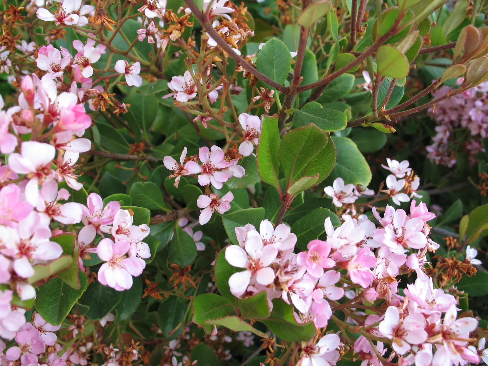 Indian Hawthorne (Rhaphiolepis Indica) — or even as a standalone specimen.<br><br>The leaves of this hardy shrub are leathery and oblong