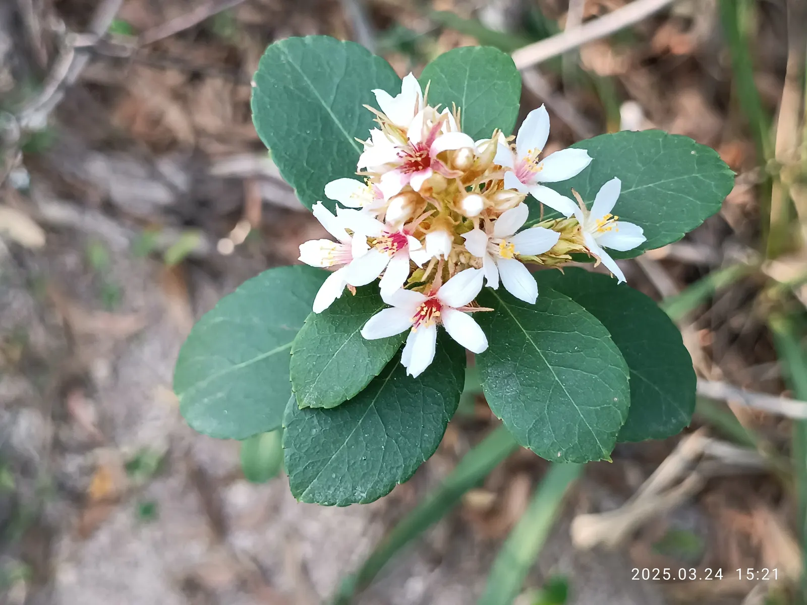 Indian Hawthorne (Rhaphiolepis Indica) — It typically grows to a height of 3 to 6 feet with a similar spread; it suits well for hedges and foundation plantings