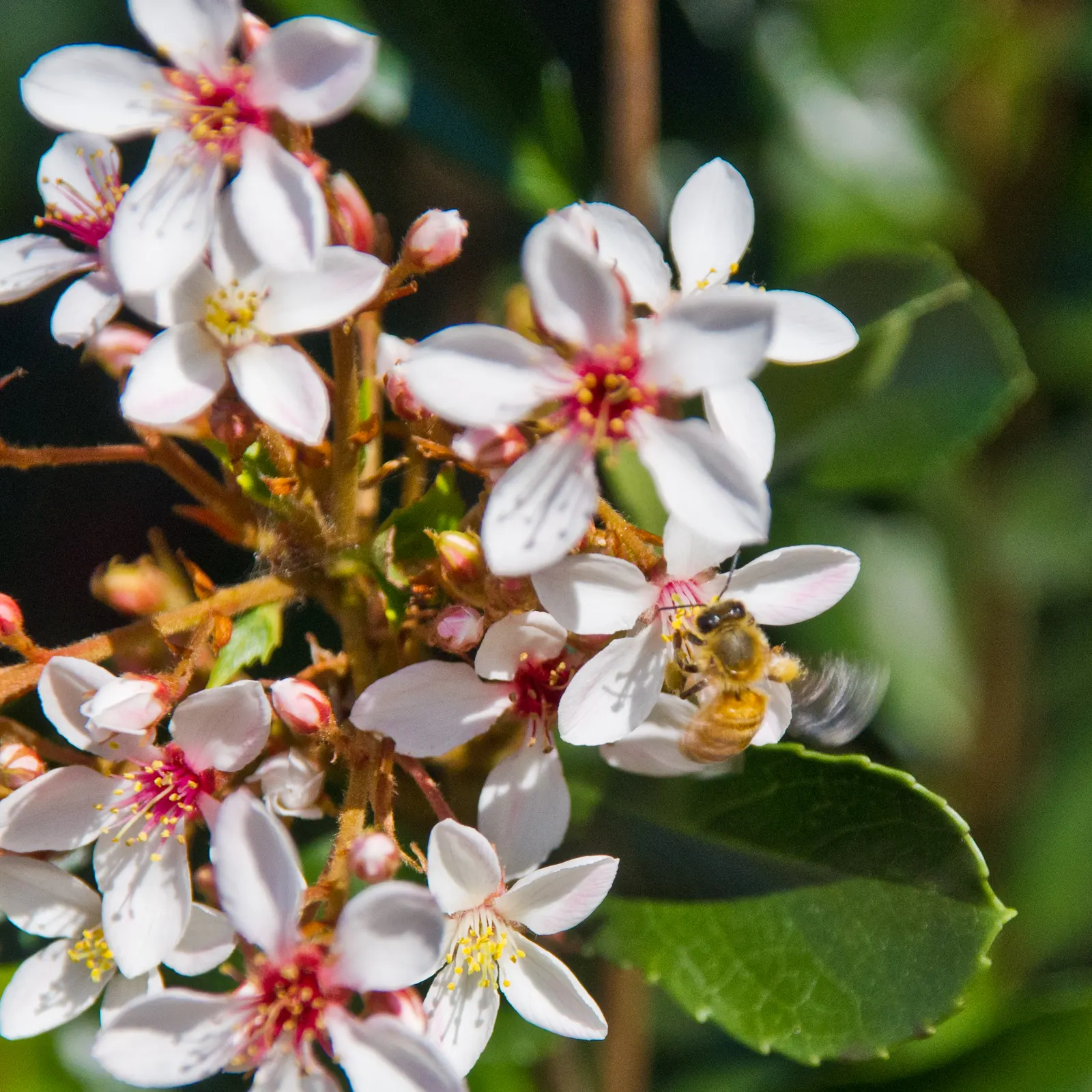 Indian Hawthorne (Rhaphiolepis Indica) — For optimal growth and bloom, plant Indian Hawthorne in a location with full sun to partial shade