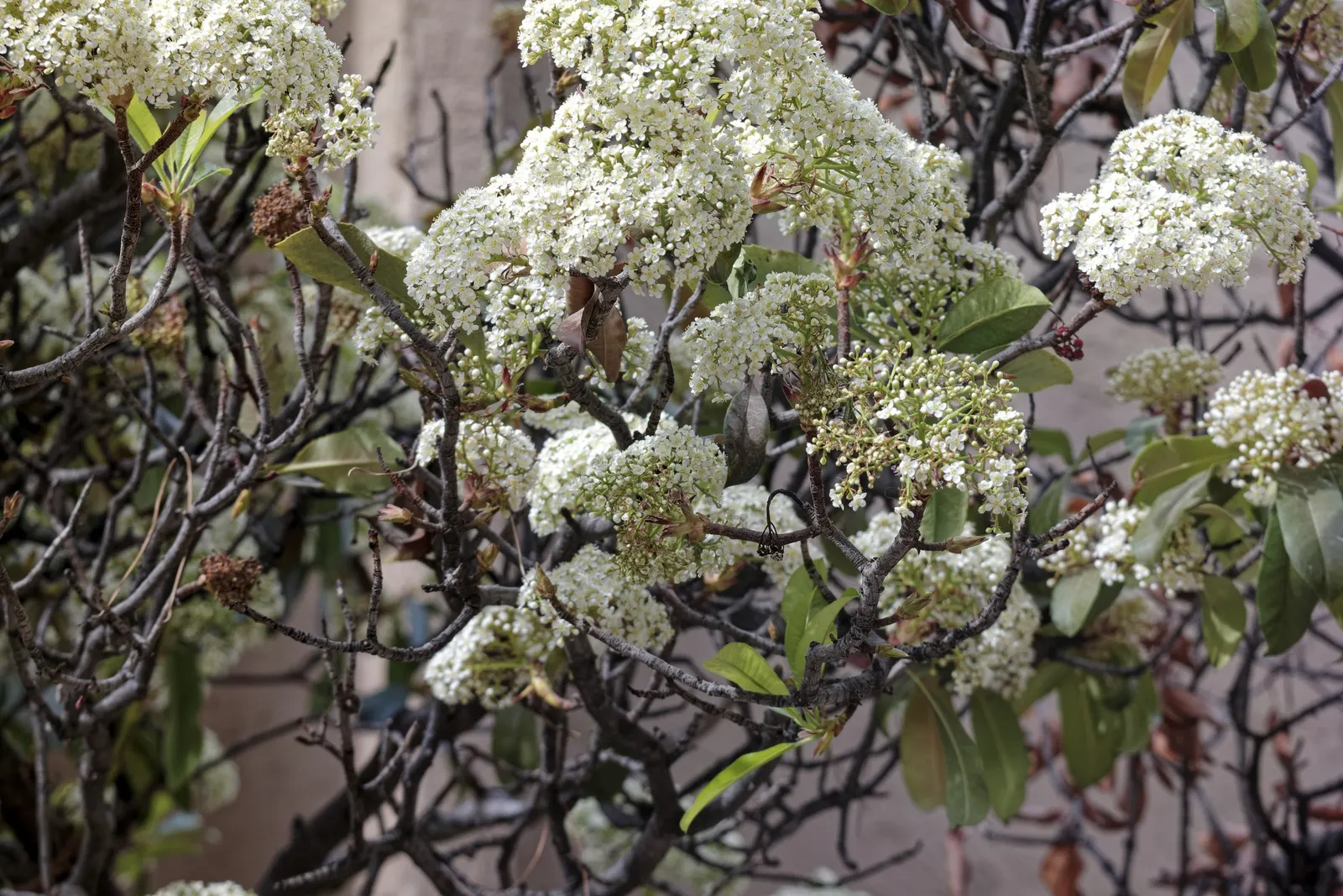 Indian Hawthorne (Rhaphiolepis Indica) — shrub with pink blooms; the Indian Hawthorne blooms with clusters of pink or white flowers, image 71
