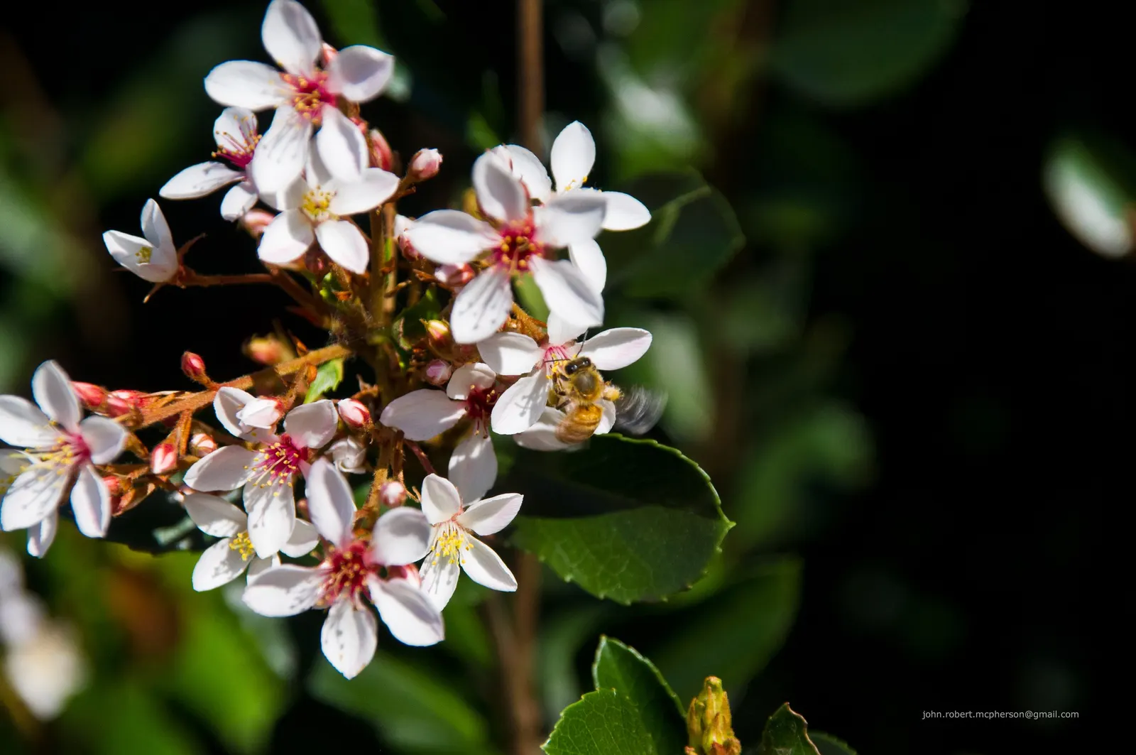 Indian Hawthorne (Rhaphiolepis Indica) — Indian Hawthorne (Rhaphiolepis indica) is a durable evergreen shrub, thriving in USDA zones 8-11; requiring minimal