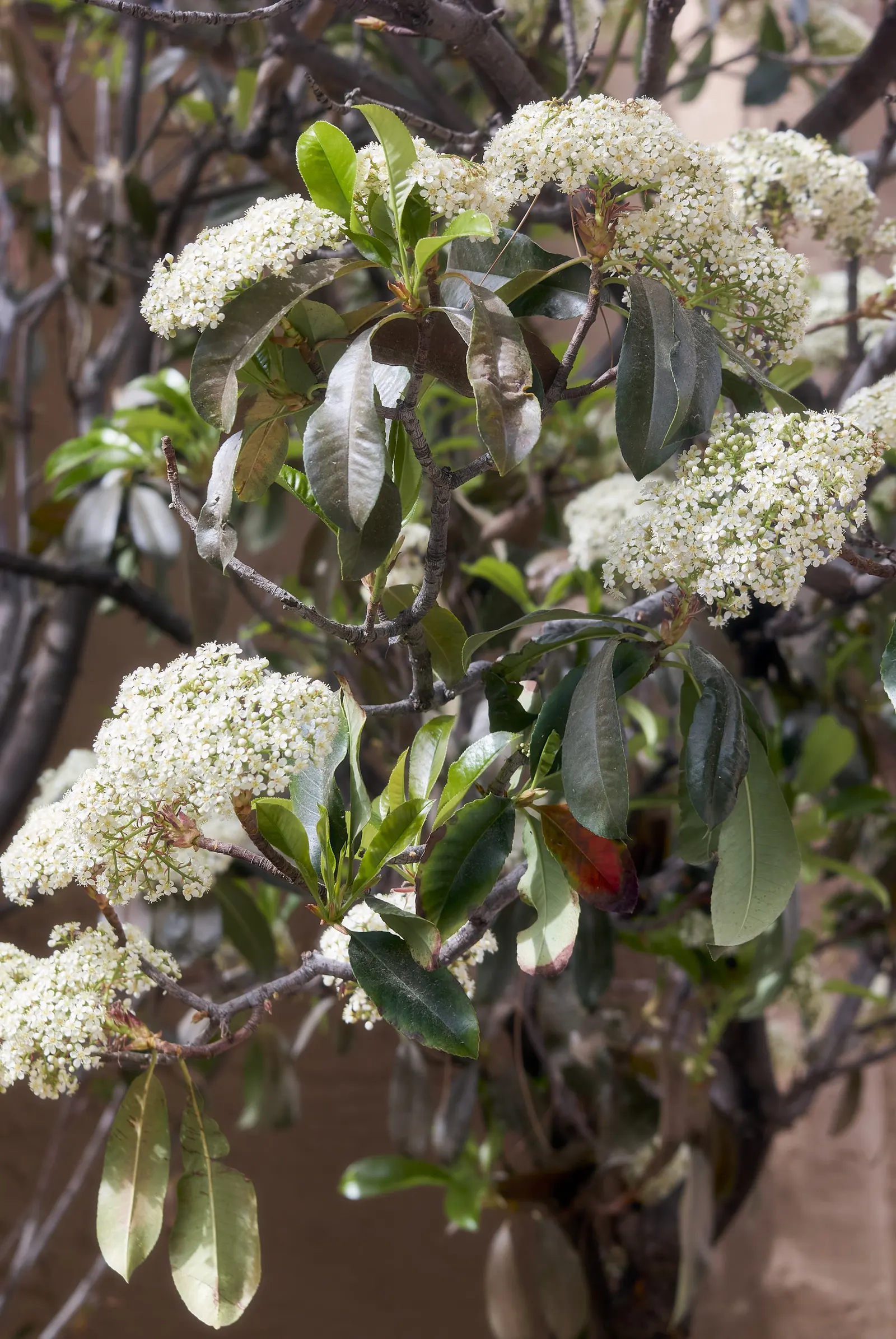 Indian Hawthorne (Rhaphiolepis Indica) — Indian Hawthorne (Rhaphiolepis indica) is a durable evergreen shrub, thriving in USDA zones 8-11, image 73