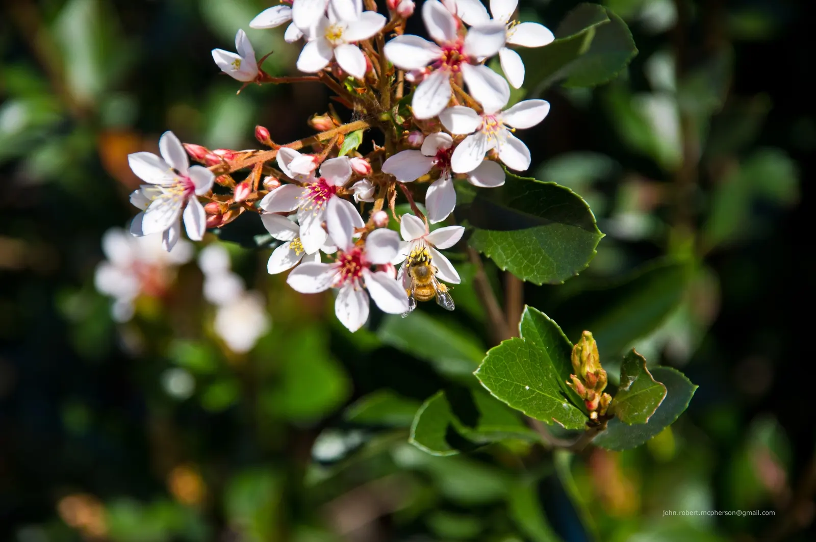 Indian Hawthorne (Rhaphiolepis Indica) — spanning 2 to 3 inches in length