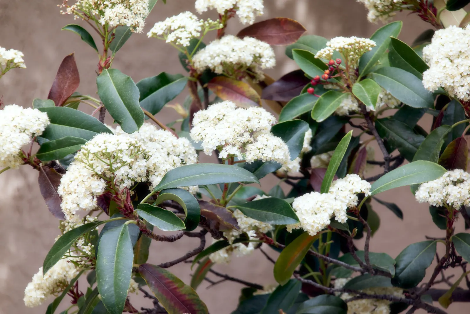 Indian Hawthorne (Rhaphiolepis Indica) — shrub for full or half; emphasize the Indian Hawthorne's resilience and low-maintenance qualities, image 72