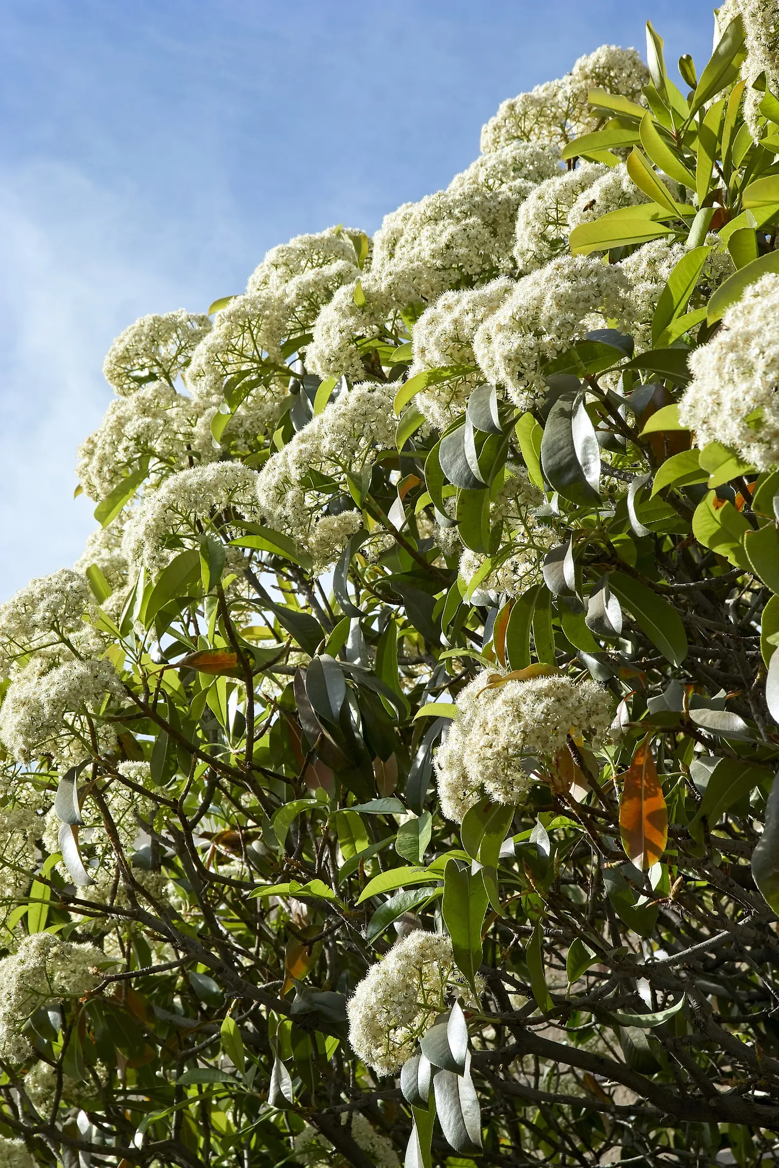 Indian Hawthorne (Rhaphiolepis Indica) — leathery leaves and clusters of pink or white spring flowers; spanning 2 to 3 inches in length, image 74