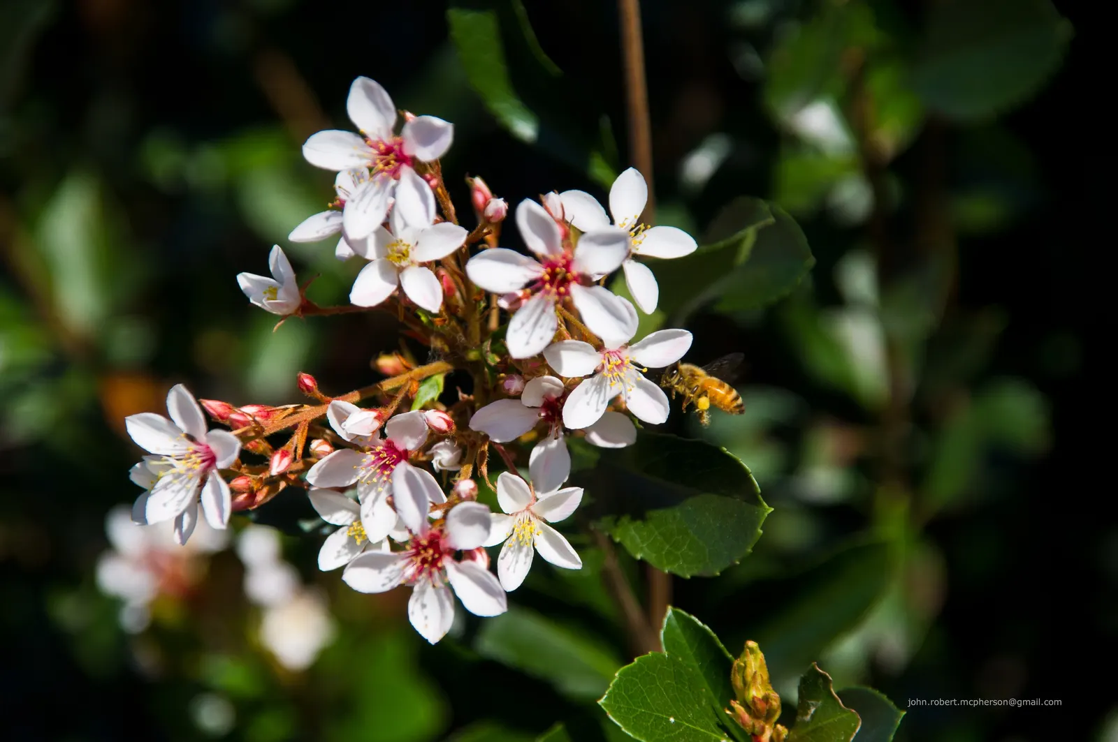 Indian Hawthorne (Rhaphiolepis Indica) — In the spring and sporadically in the fall