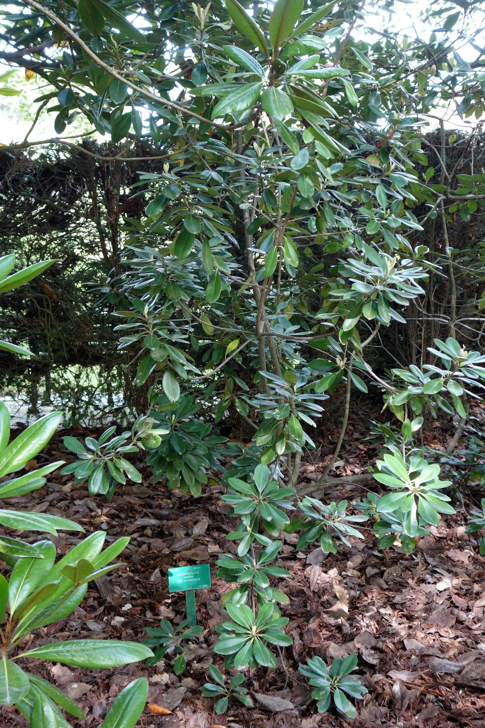 Indian Hawthorne (Rhaphiolepis Indica) — making it an excellent choice for foundation plantings