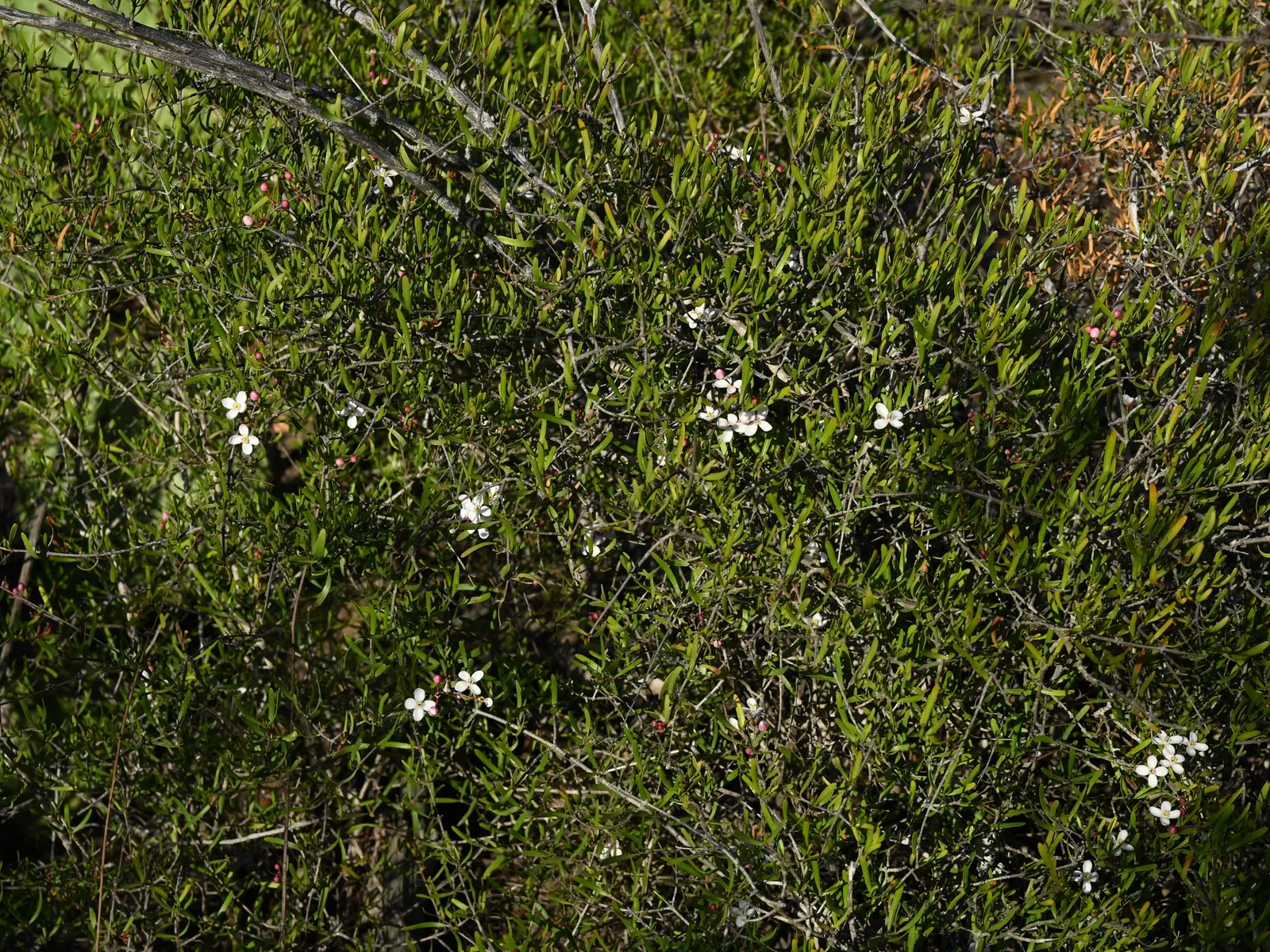 Bush Rue (Cneoridium Dumosum) — they attract a variety of pollinators