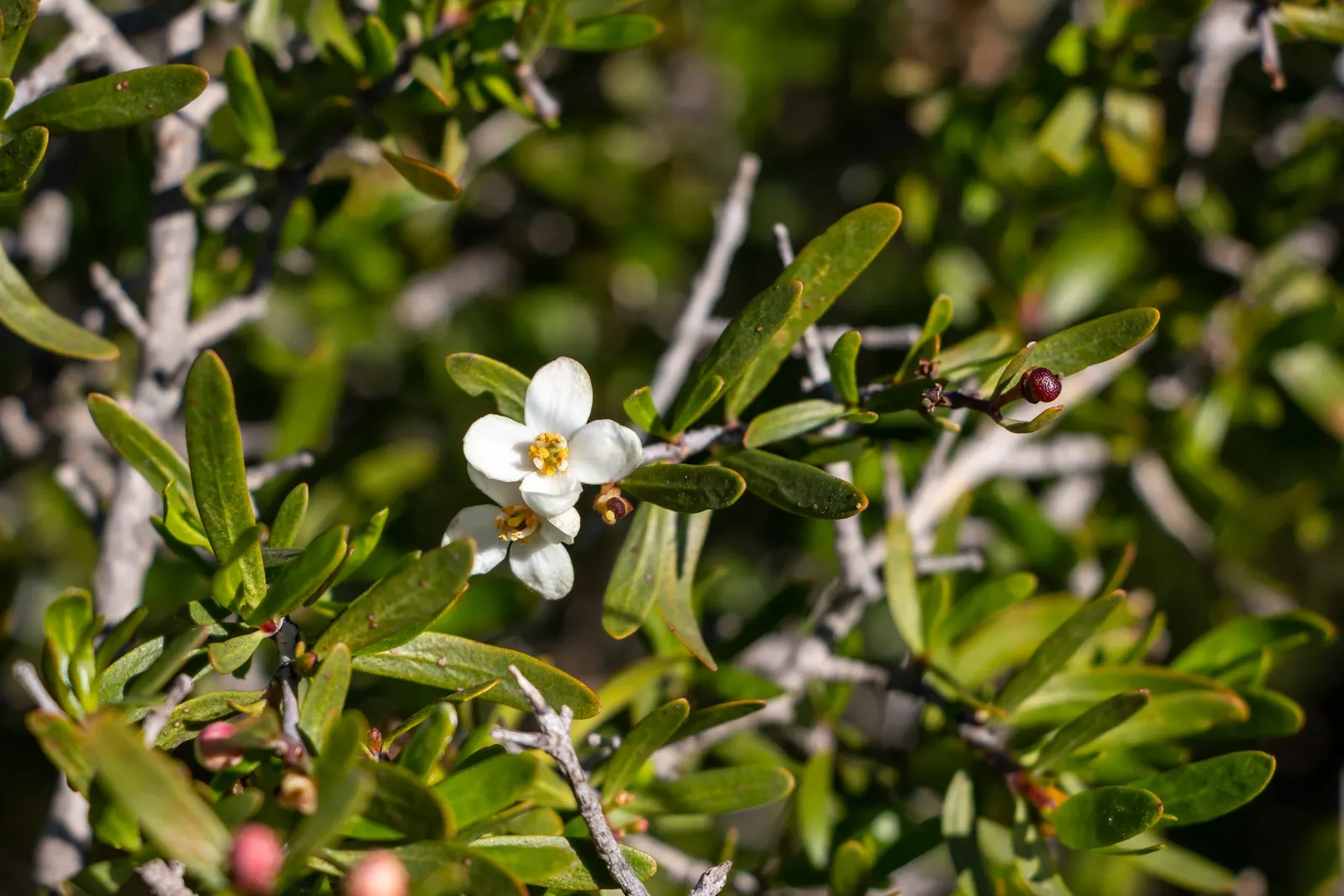 Bush Rue (Cneoridium Dumosum) — including native bees and butterflies