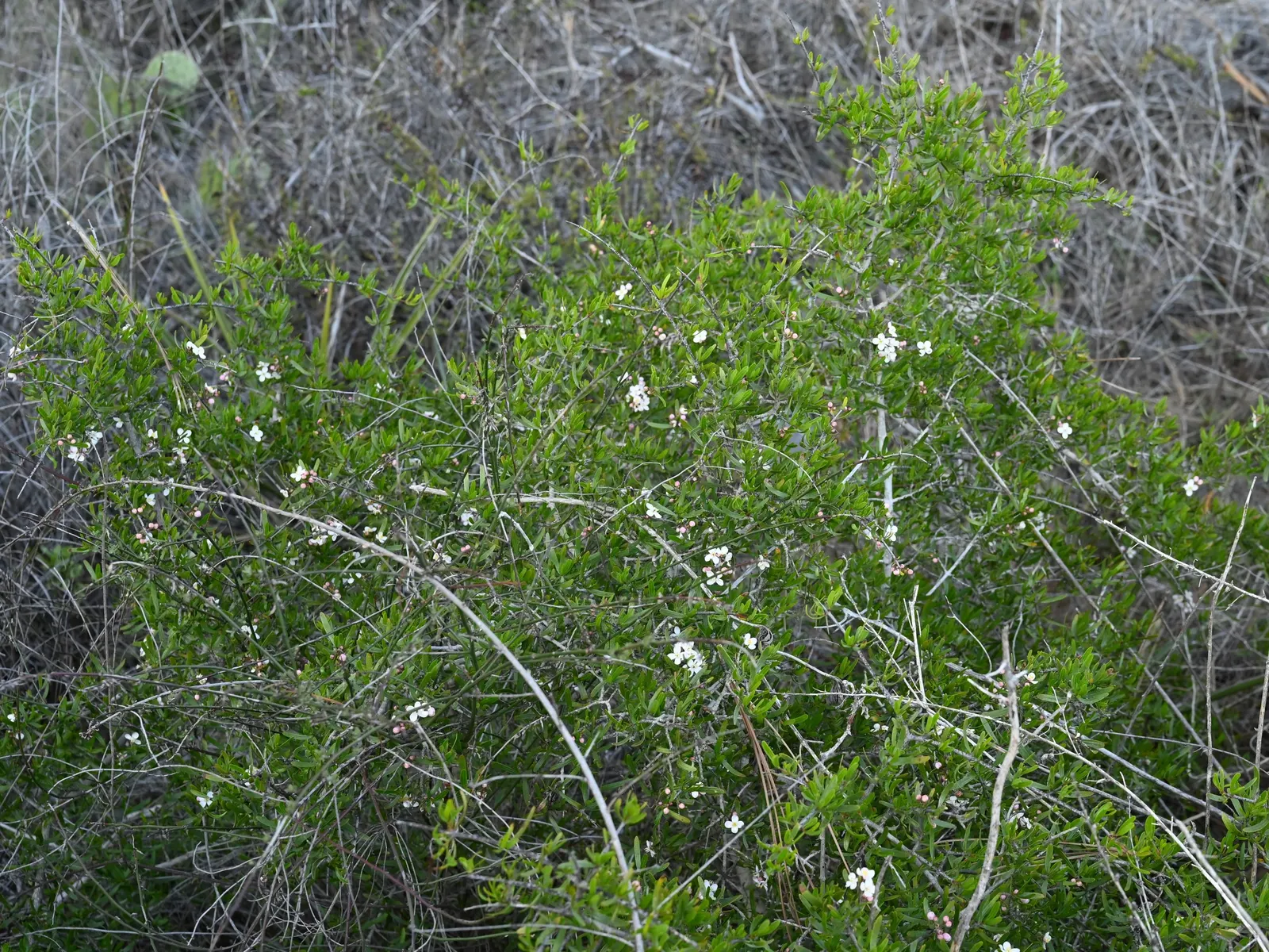 Bush Rue (Cneoridium Dumosum) — is an evergreen shrub native to the chaparral and coastal sage scrub of California