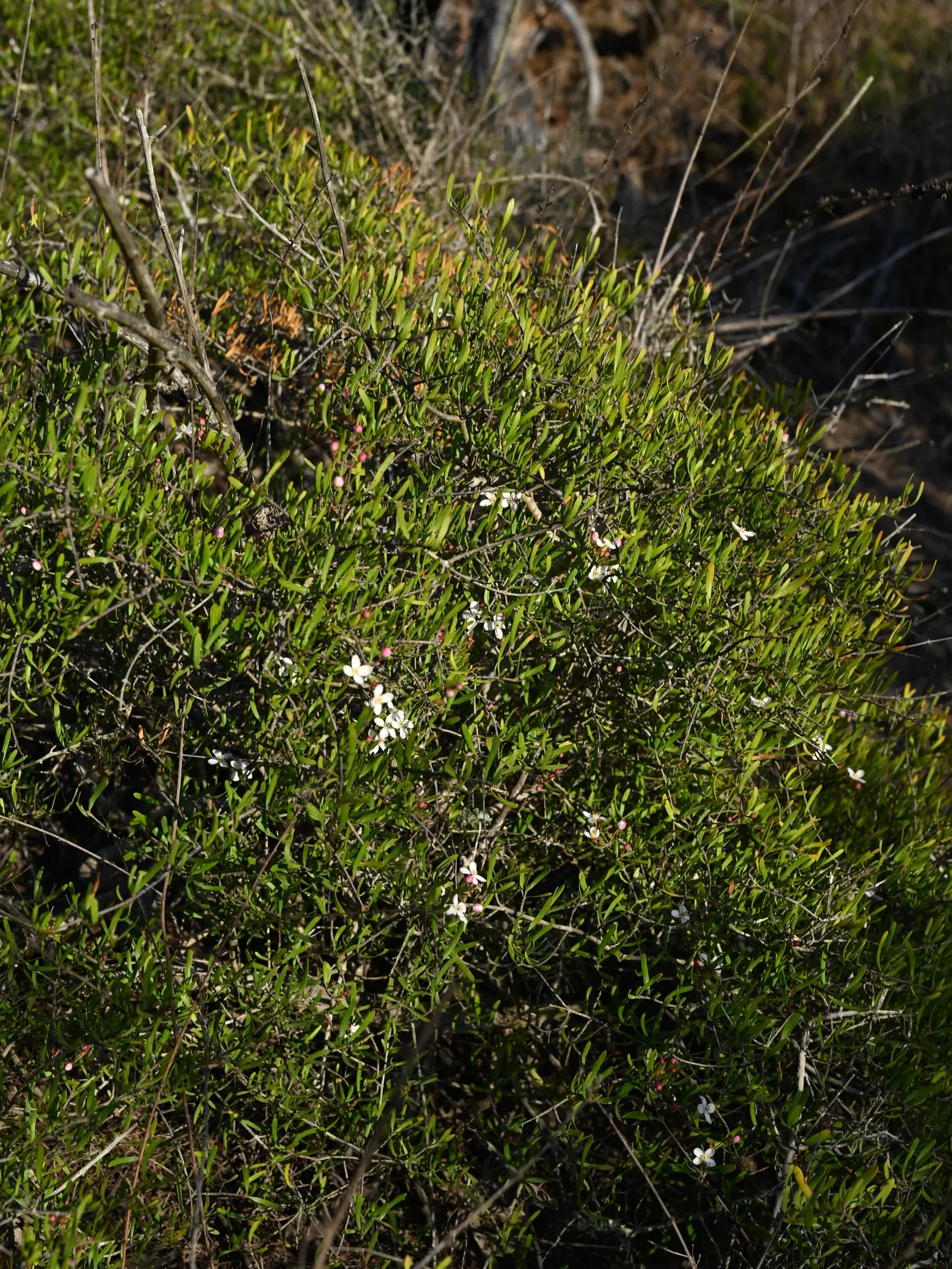Bush Rue (Cneoridium Dumosum) — leathery leaves that are a rich green color