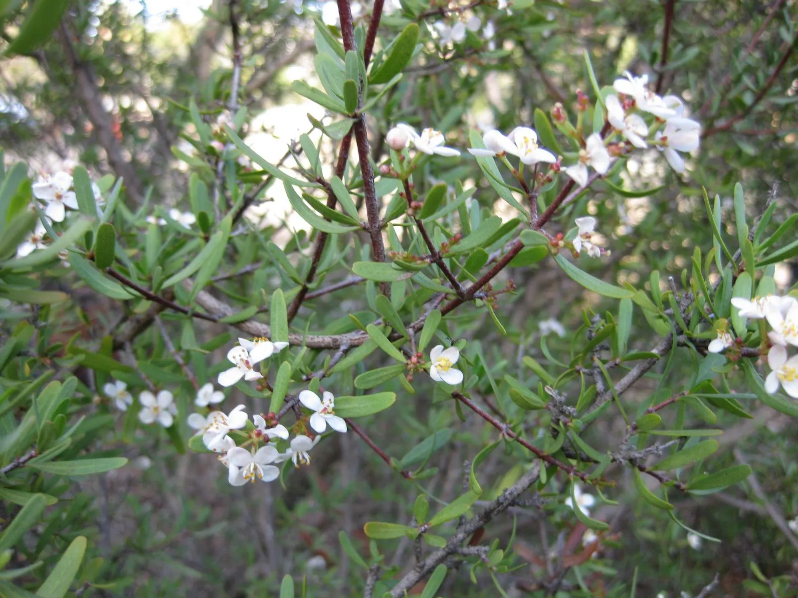 Bush Rue (Cneoridium Dumosum) — The plant is also known for its resistance to diseases and pests