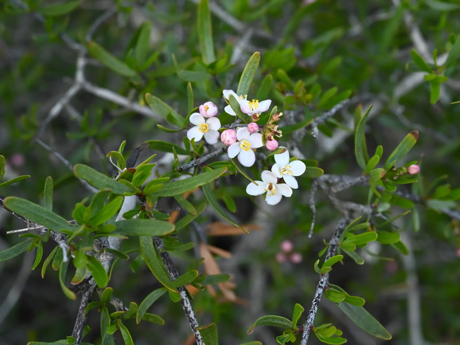 Bush Rue (Cneoridium Dumosum) — This resilient species is particularly well-suited to arid environments and thrives in USDA zones 8 through 10