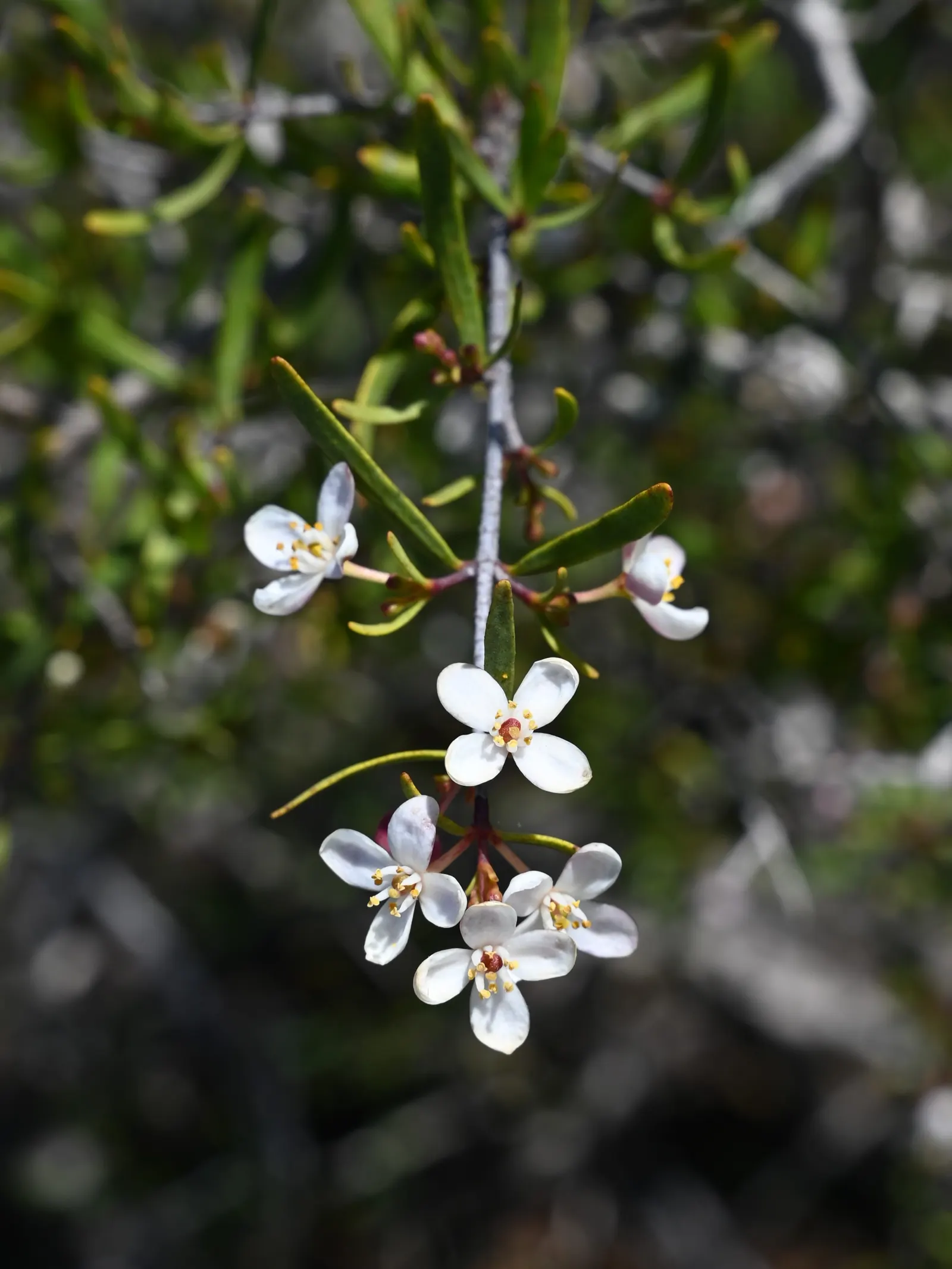 Bush Rue (Cneoridium Dumosum) — typically growing 2-4 feet high and wide