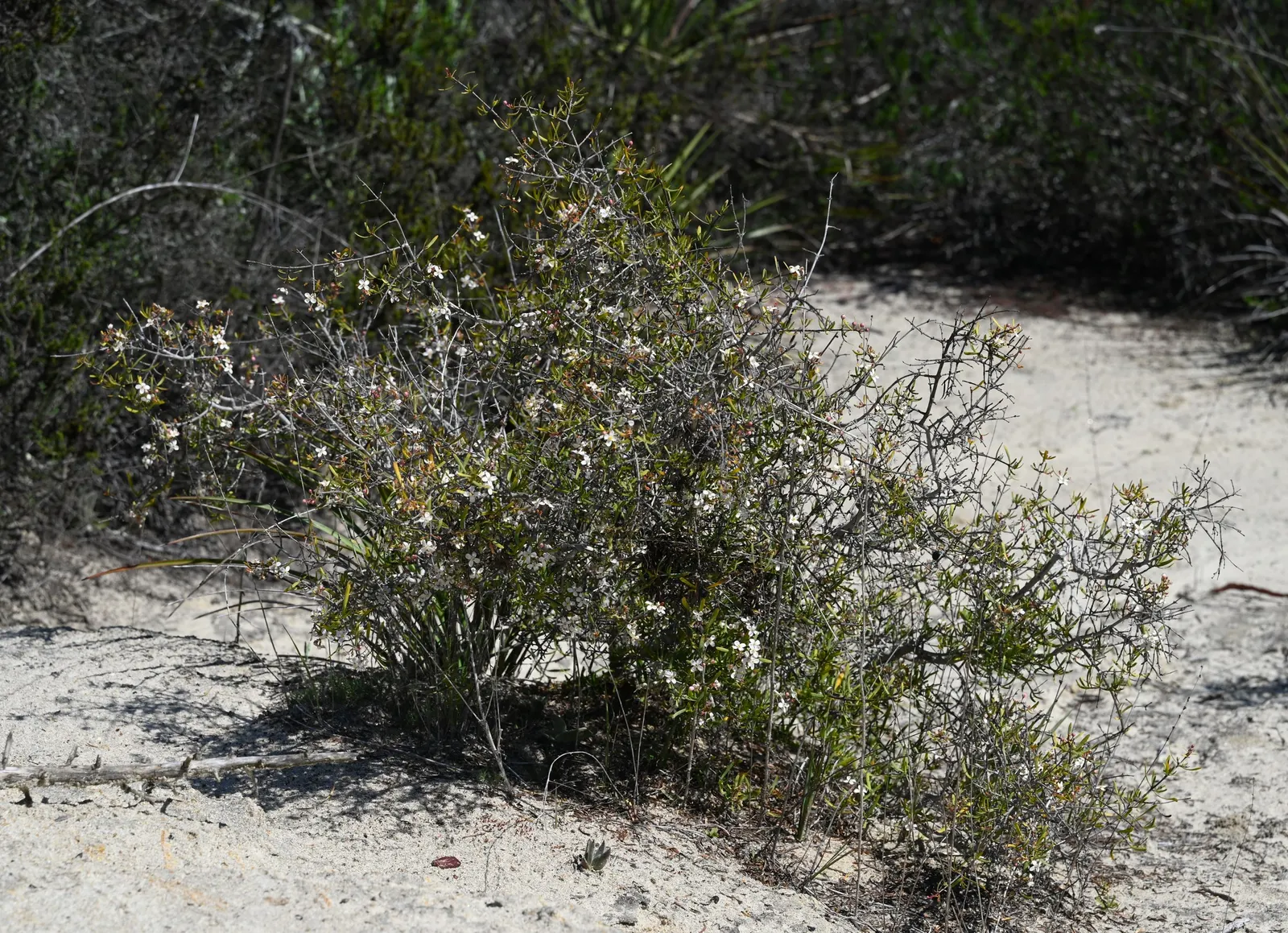 Bush Rue (Cneoridium Dumosum) — Bush Rue (Cneoridium dumosum) is an evergreen shrub native to California's chaparral ecosystem